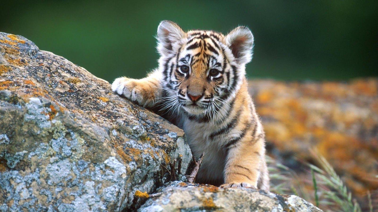 Wilde Tiere, Babytiere, Hintergrund, Junge, Tiere, 1600x900 HD Desktop