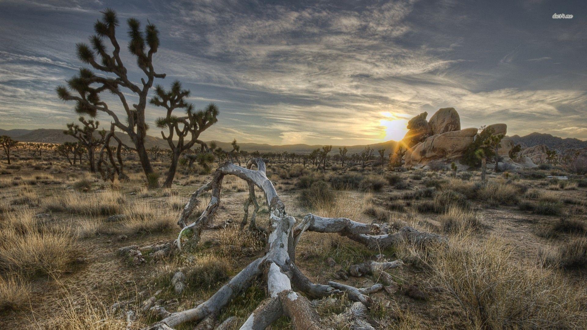 Sonnenuntergang, Steine, Joshua Tree, Nationalpark, 1920x1080 Full HD Desktop