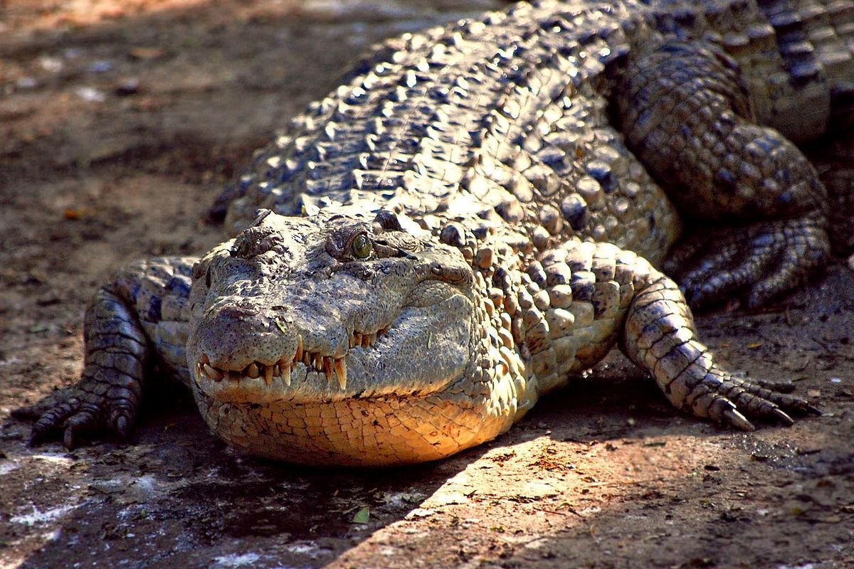 Alligator, Reptil, HD-Foto, Download, Tier, 1200x800 HD Desktop