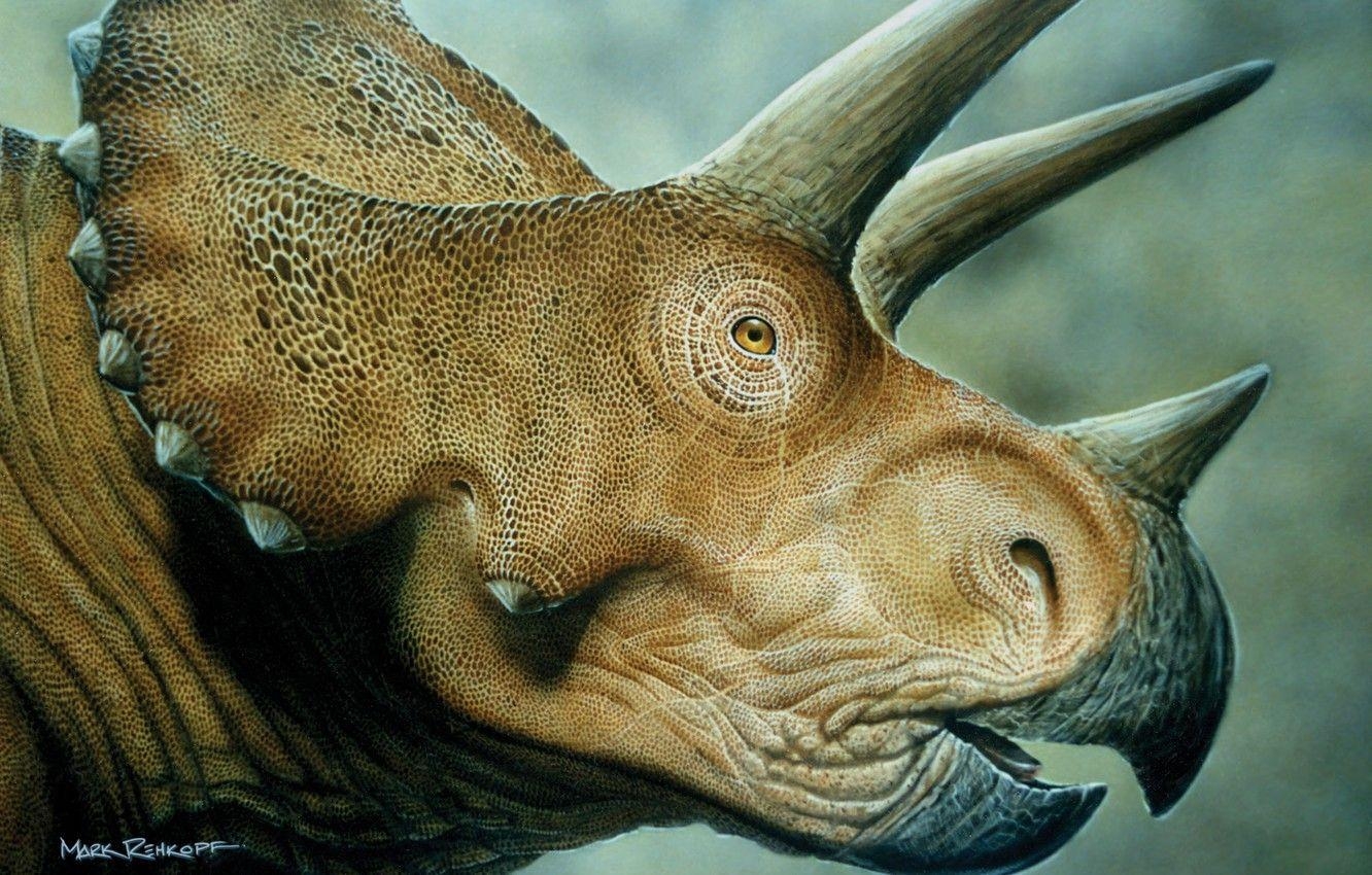 Triceratops, Dinosaurier, Desktop, Bild, Hintergrund, 1340x850 HD Desktop