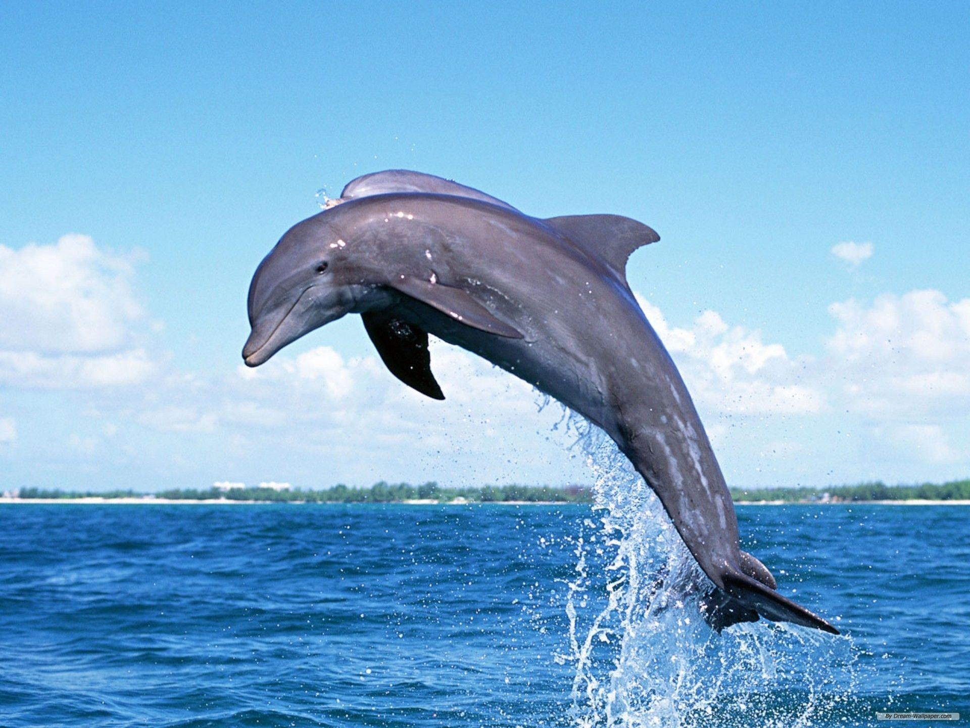 Delphin, Springen, Meer, Tierwelt, Kostenlos, 1920x1440 HD Desktop