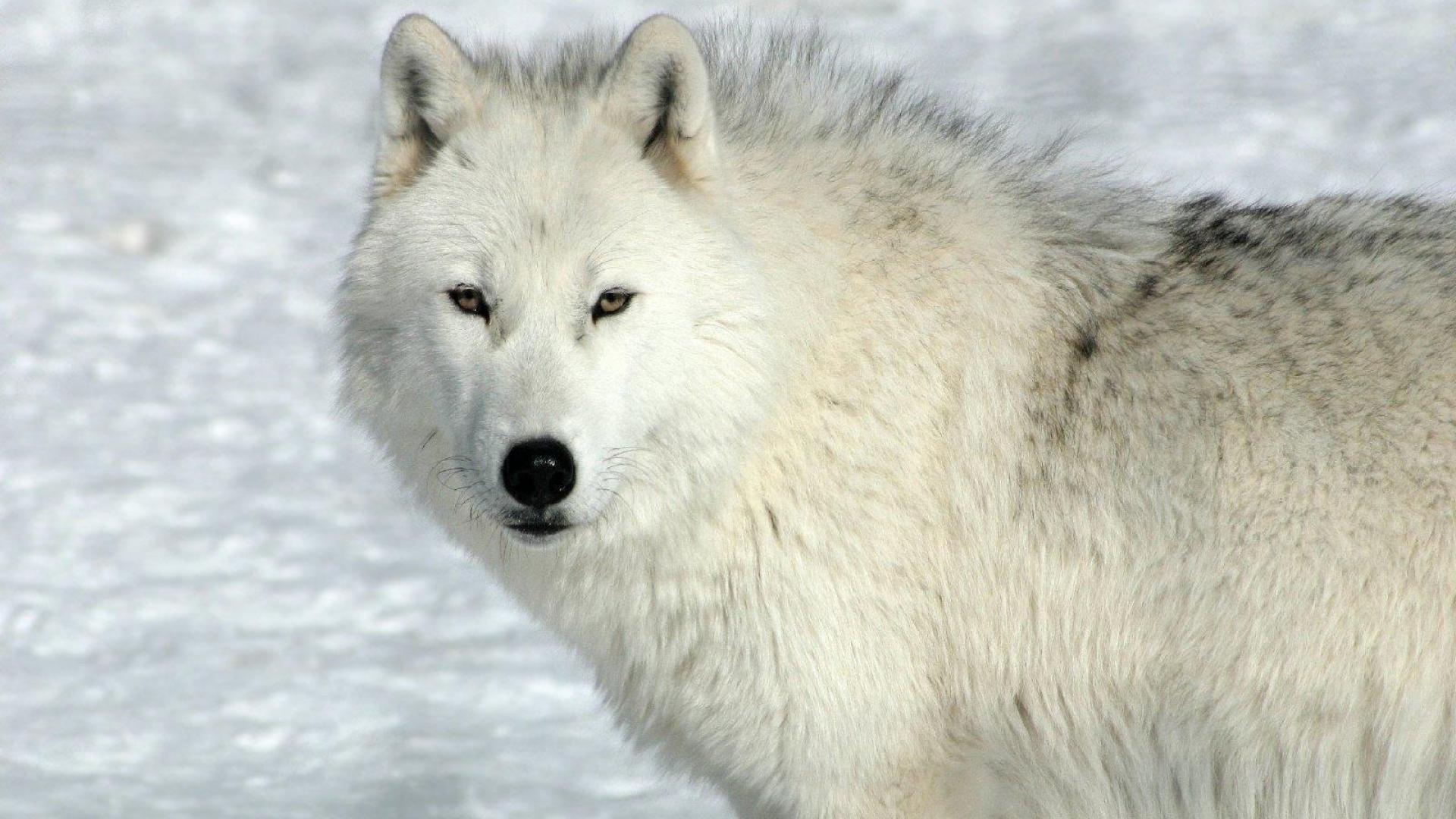 Arktischer Wolf, HD, Schnee, Hintergrund, Wildnis, 1920x1080 Full HD Desktop