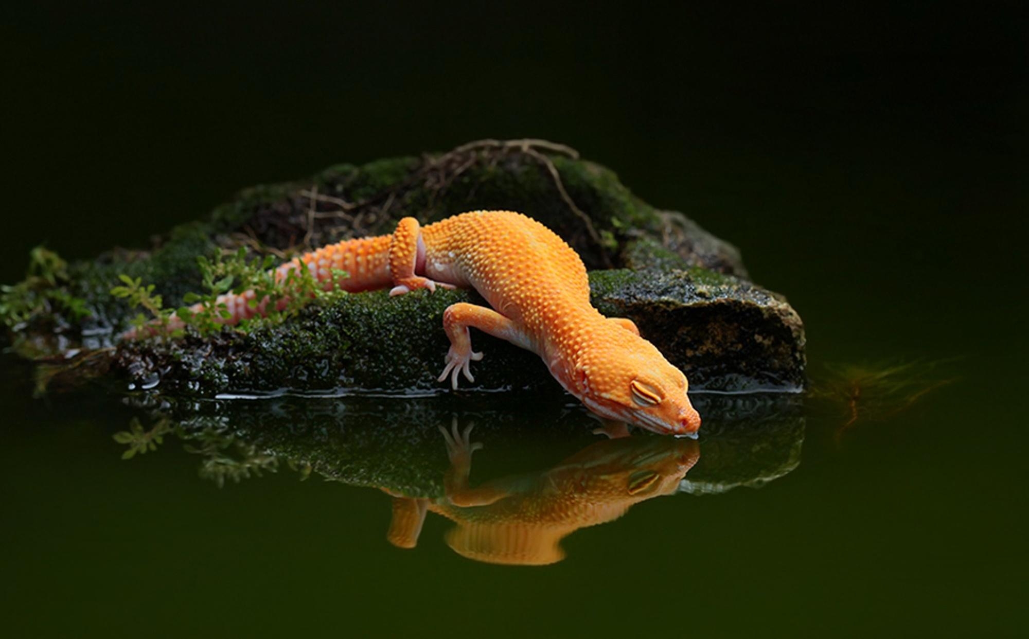 Echse Wasserreflexion Gecko HD, 2000x1250 HD Desktop