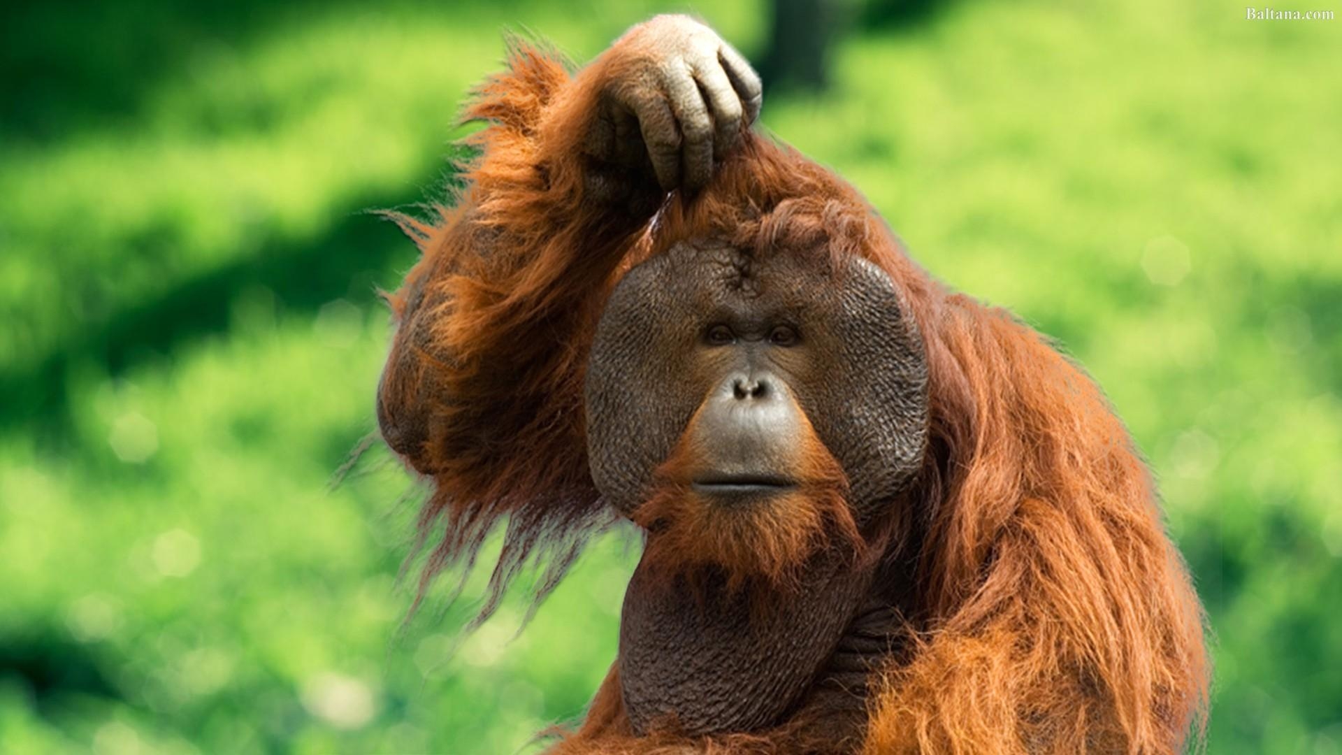 Orangutan, Säugetier, Natur, Fotografie, Dschungel, 1920x1080 Full HD Desktop