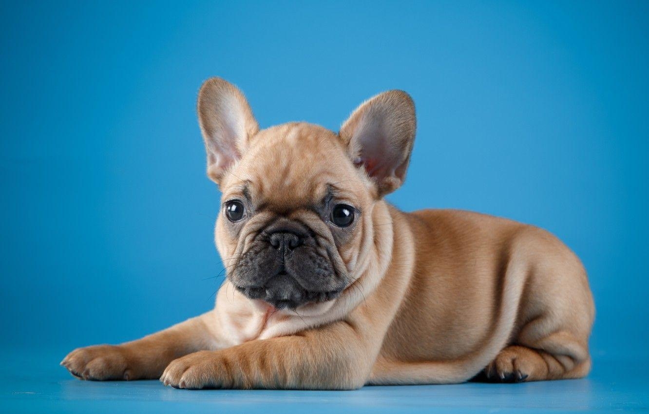 Französische Bulldogge, Welpe, niedlich, Haustier, Hunderasse, 1340x850 HD Desktop