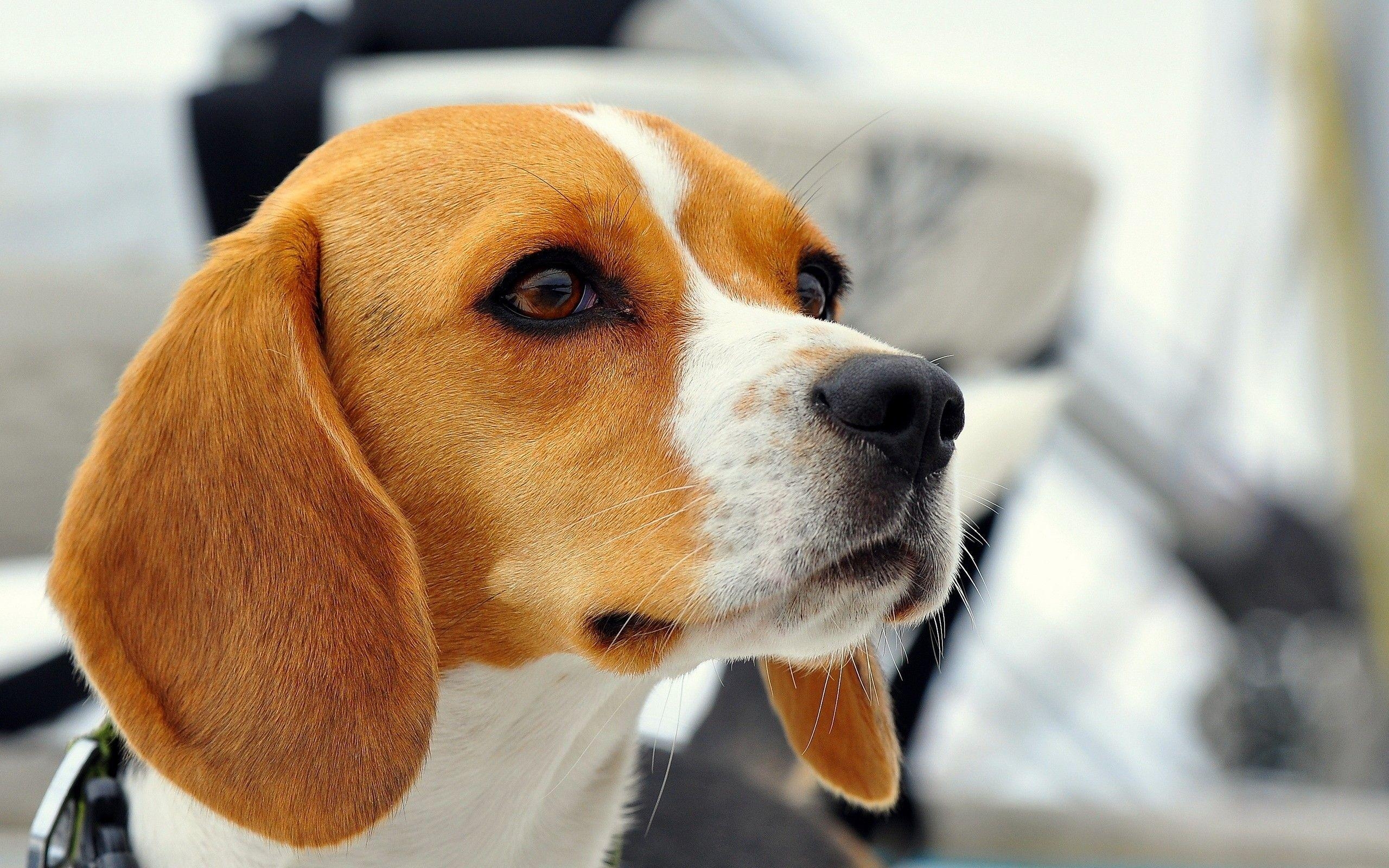 Beagle, HD, Hintergrund, Bild, Welpen, 2560x1600 HD Desktop