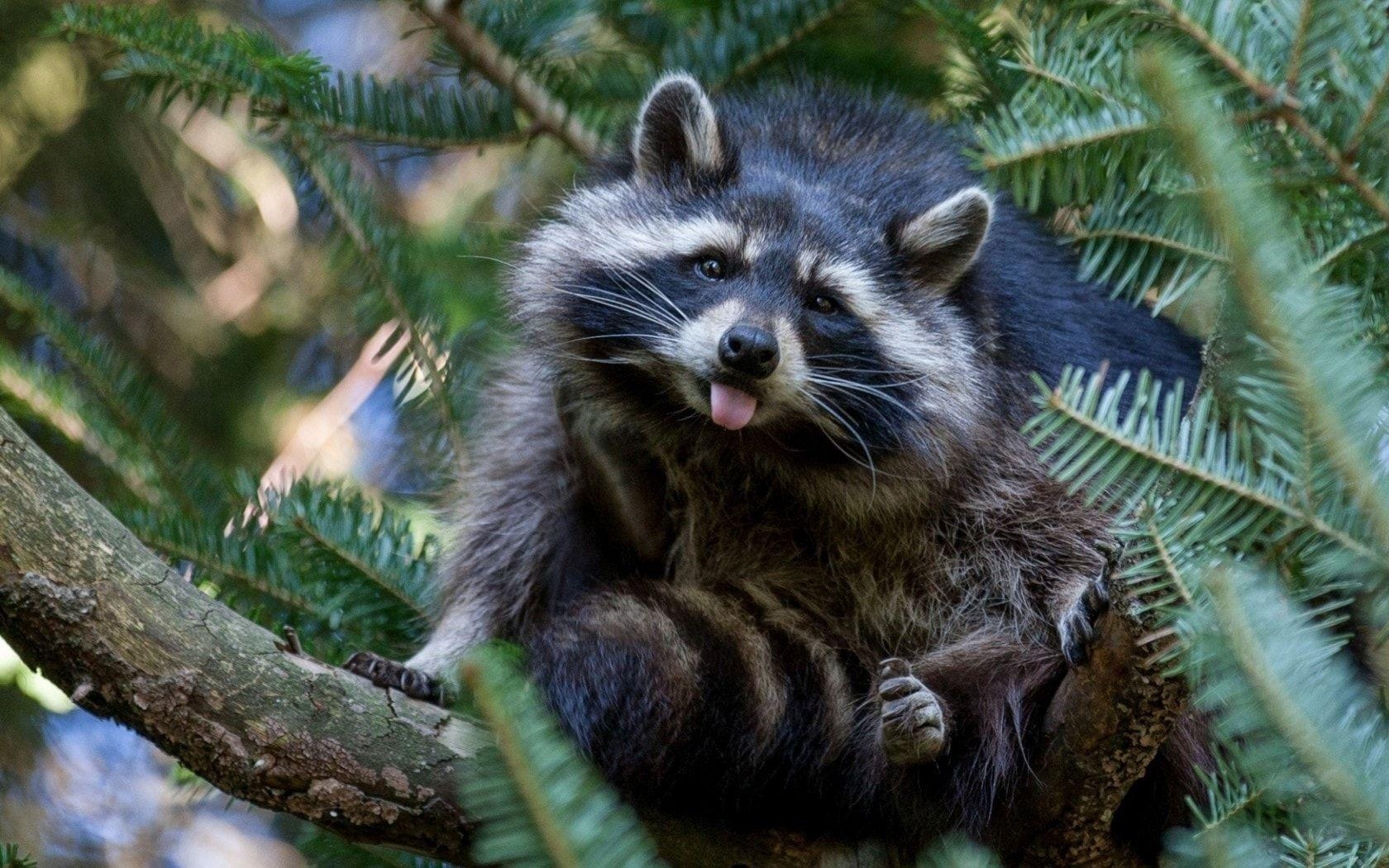 Tierwaschbär, HD, Desktop, Hintergrund, Natur, 1680x1050 HD Desktop