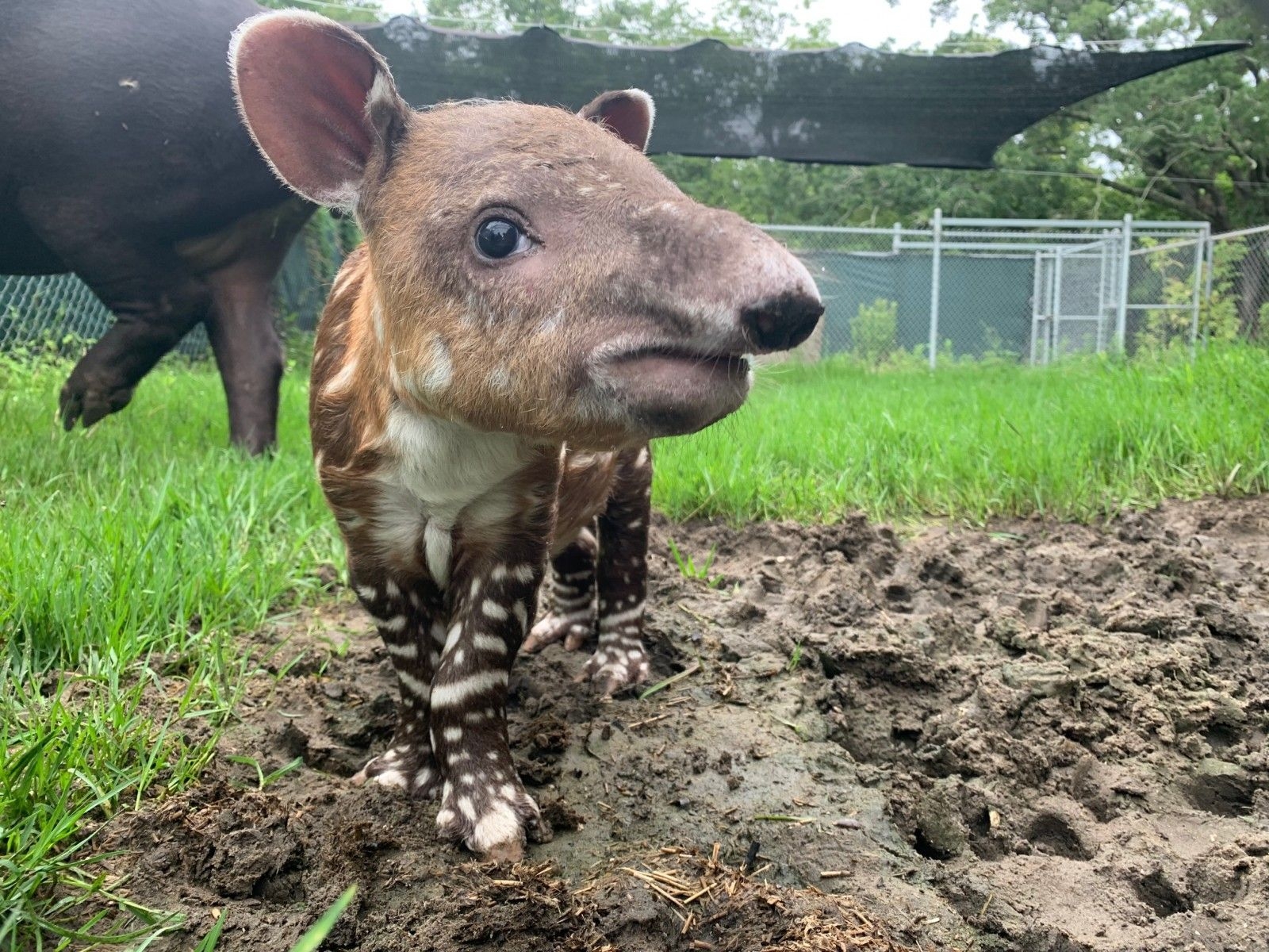 Bedrohter Bairds Tapir, Audubon Zoo, Tier, Geburt, Selten, 1600x1200 HD Desktop