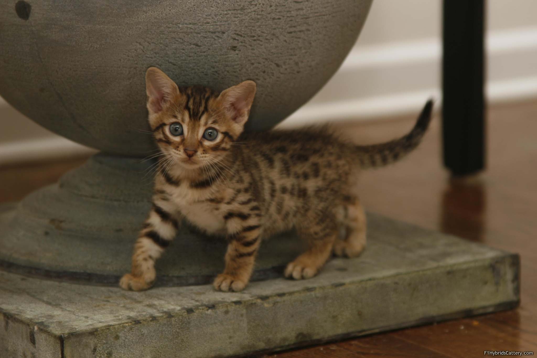 Bengalkatzen, Hintergrund, Bild, Fotografie, Natur, 2050x1370 HD Desktop