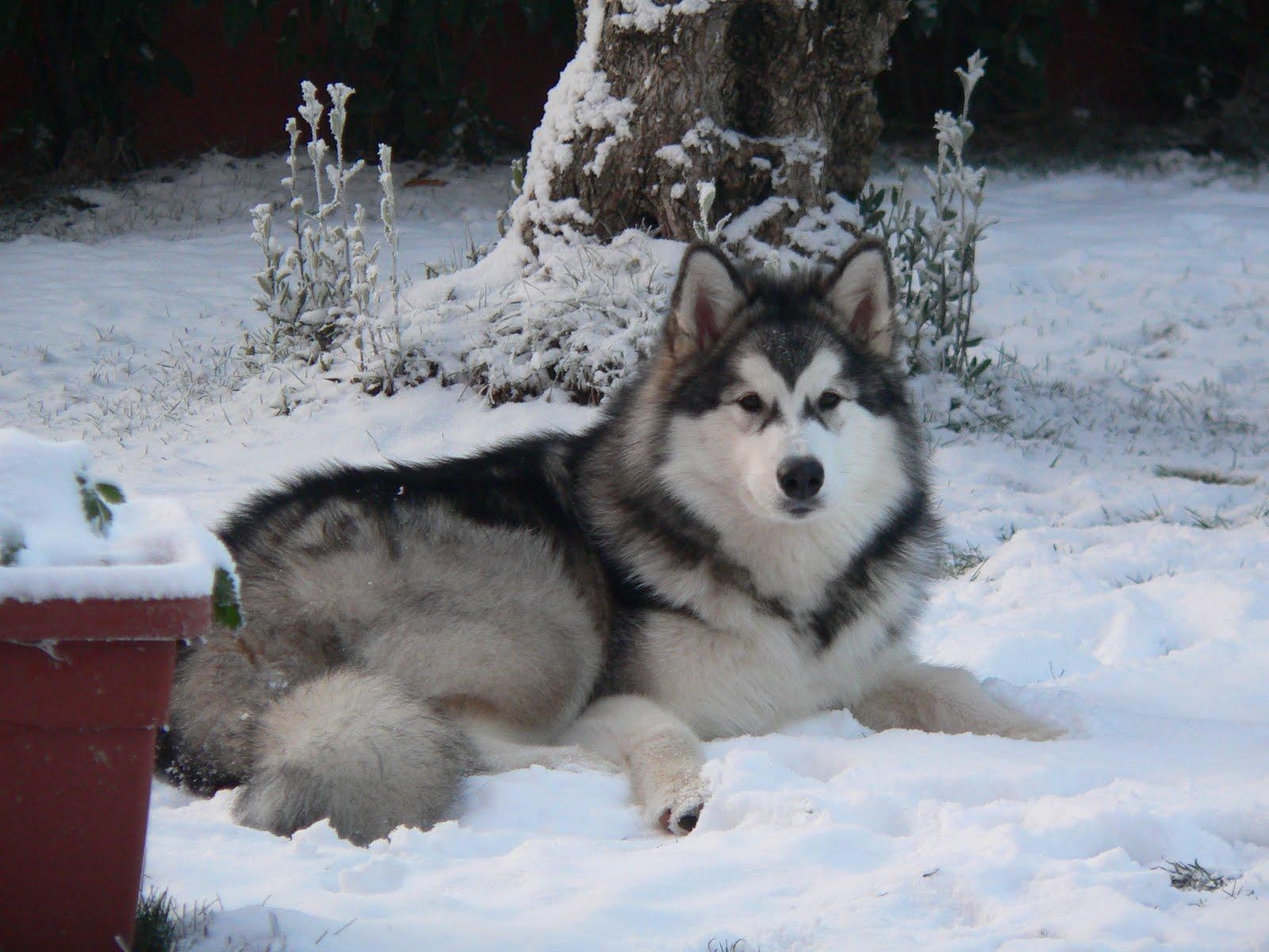 Alaskan Malamute, Tierbilder, Hundeliebhaber, Natur, Haustiere, 1600x1200 HD Desktop