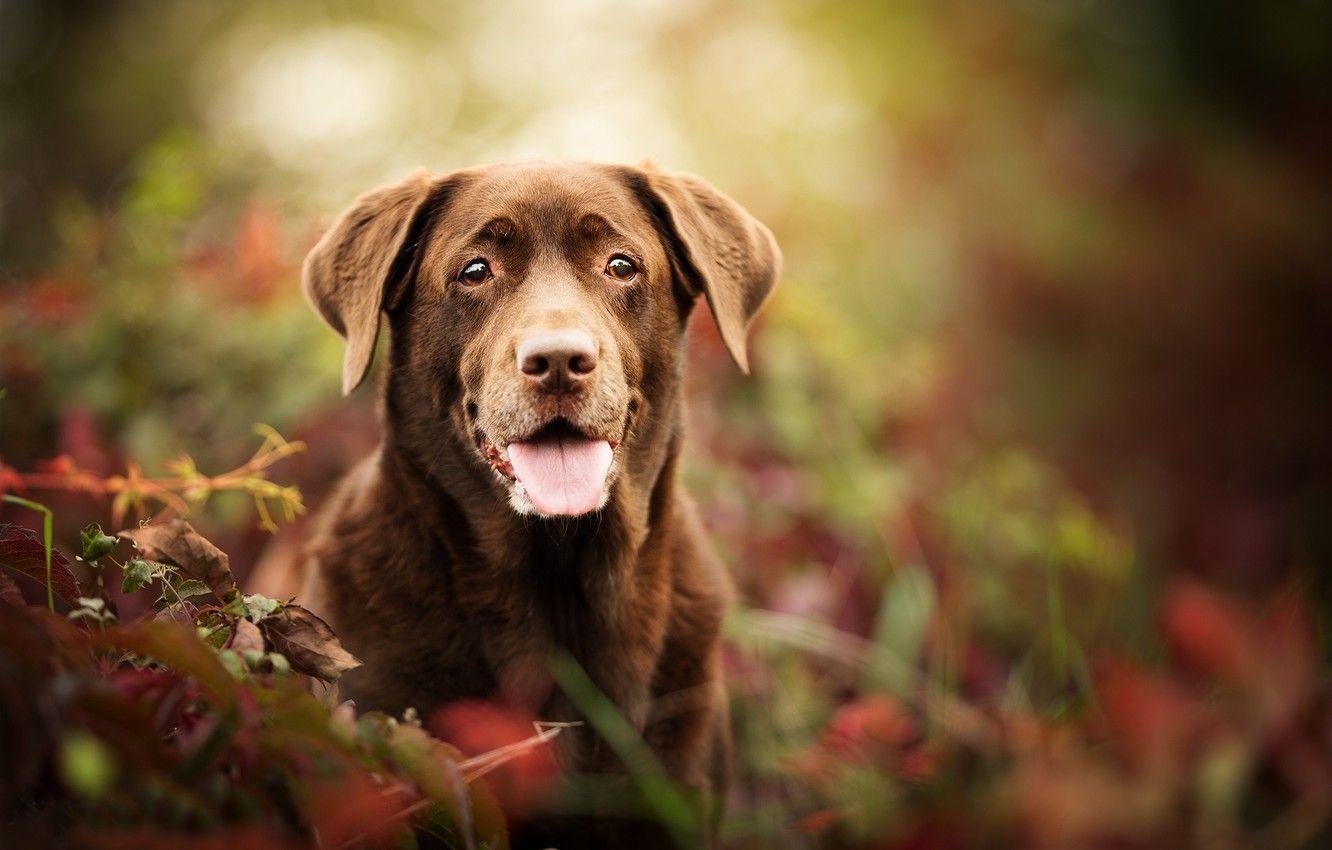 Labrador Retriever, Porträt, Gesicht, Hund, Bokeh, 1340x850 HD Desktop