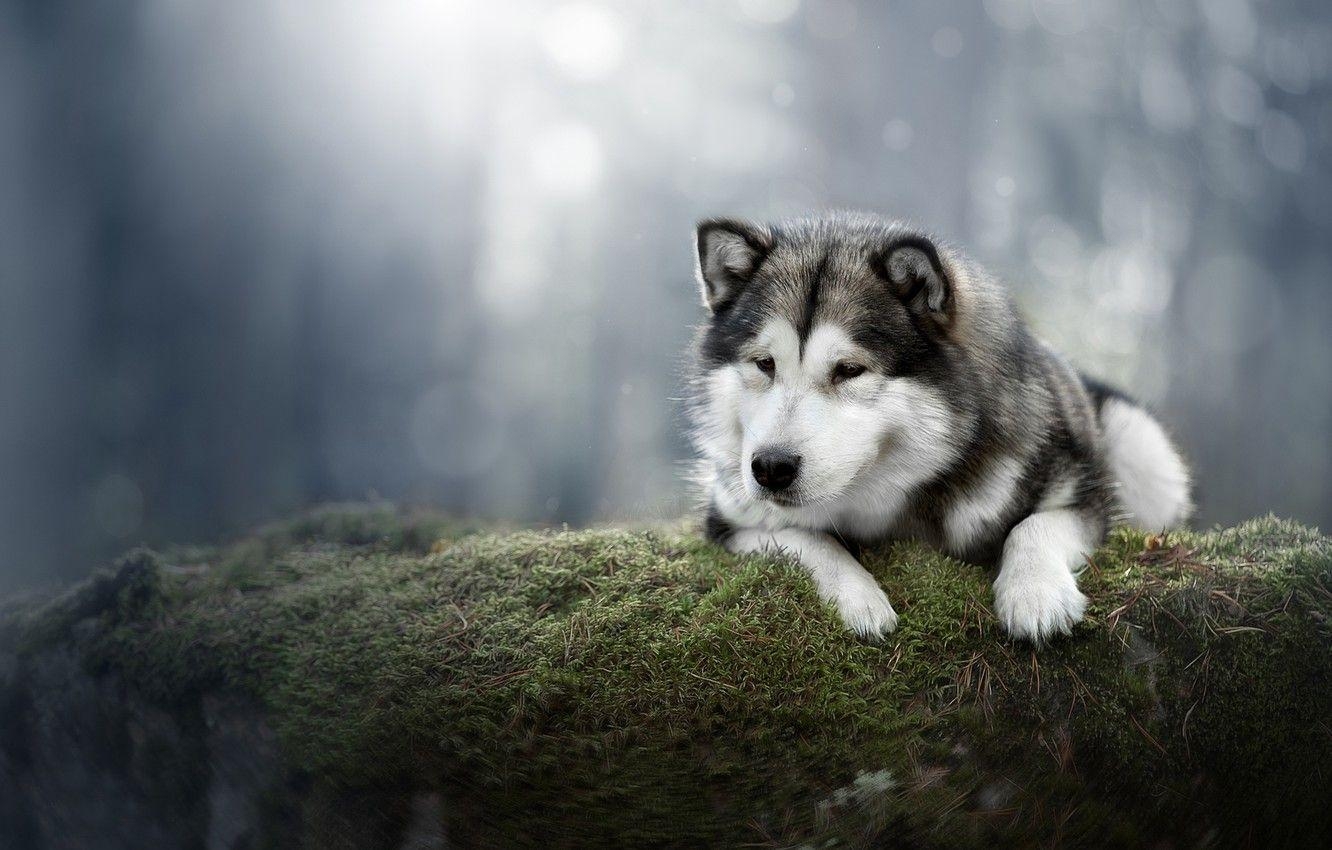 Alaskan Malamute, Moos, Hund, Bild, Hintergrund, 1340x850 HD Desktop