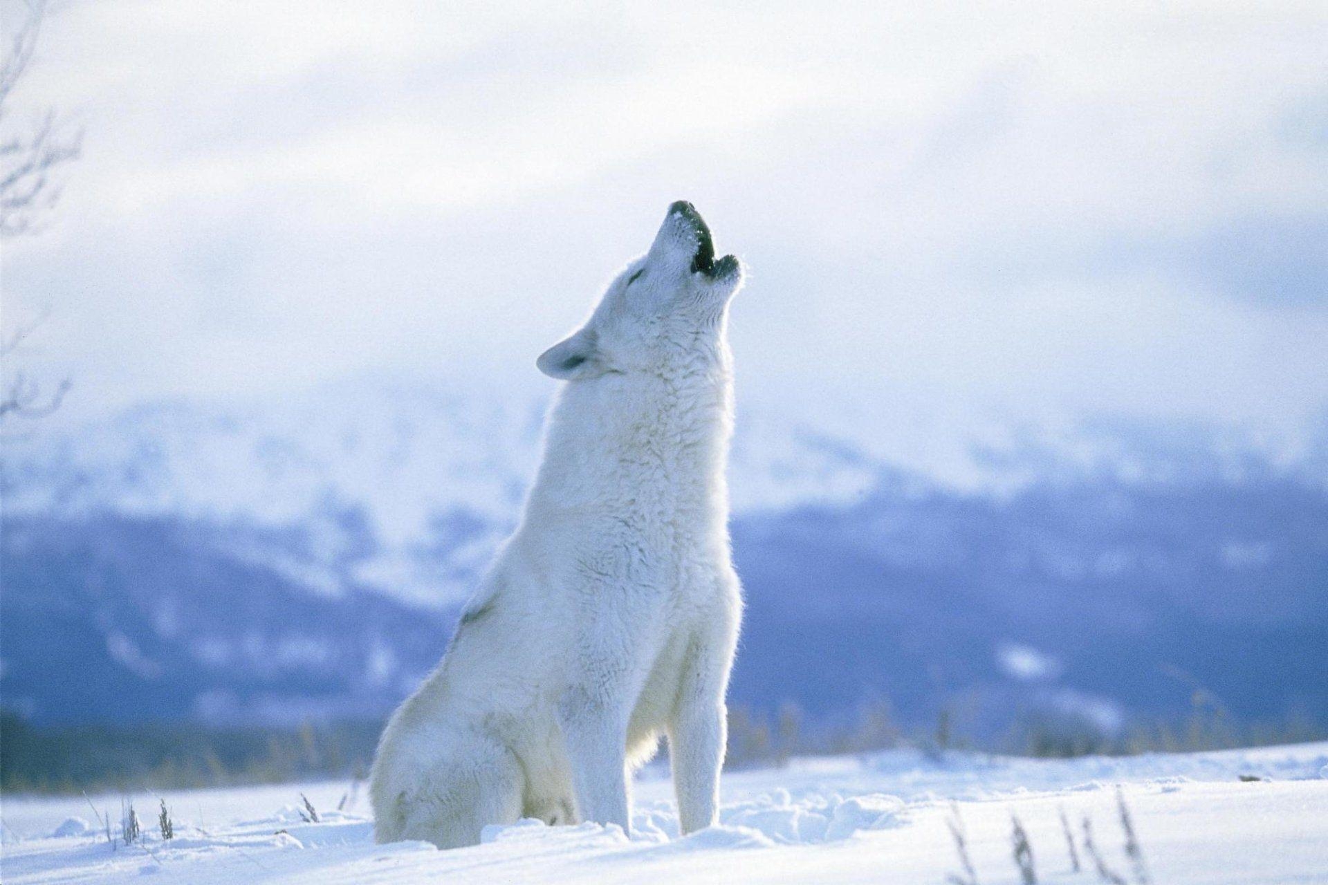 Arktischer Wolf, Tierwelt, HD, Hintergrundbild, Canis lupus, 1920x1280 HD Desktop