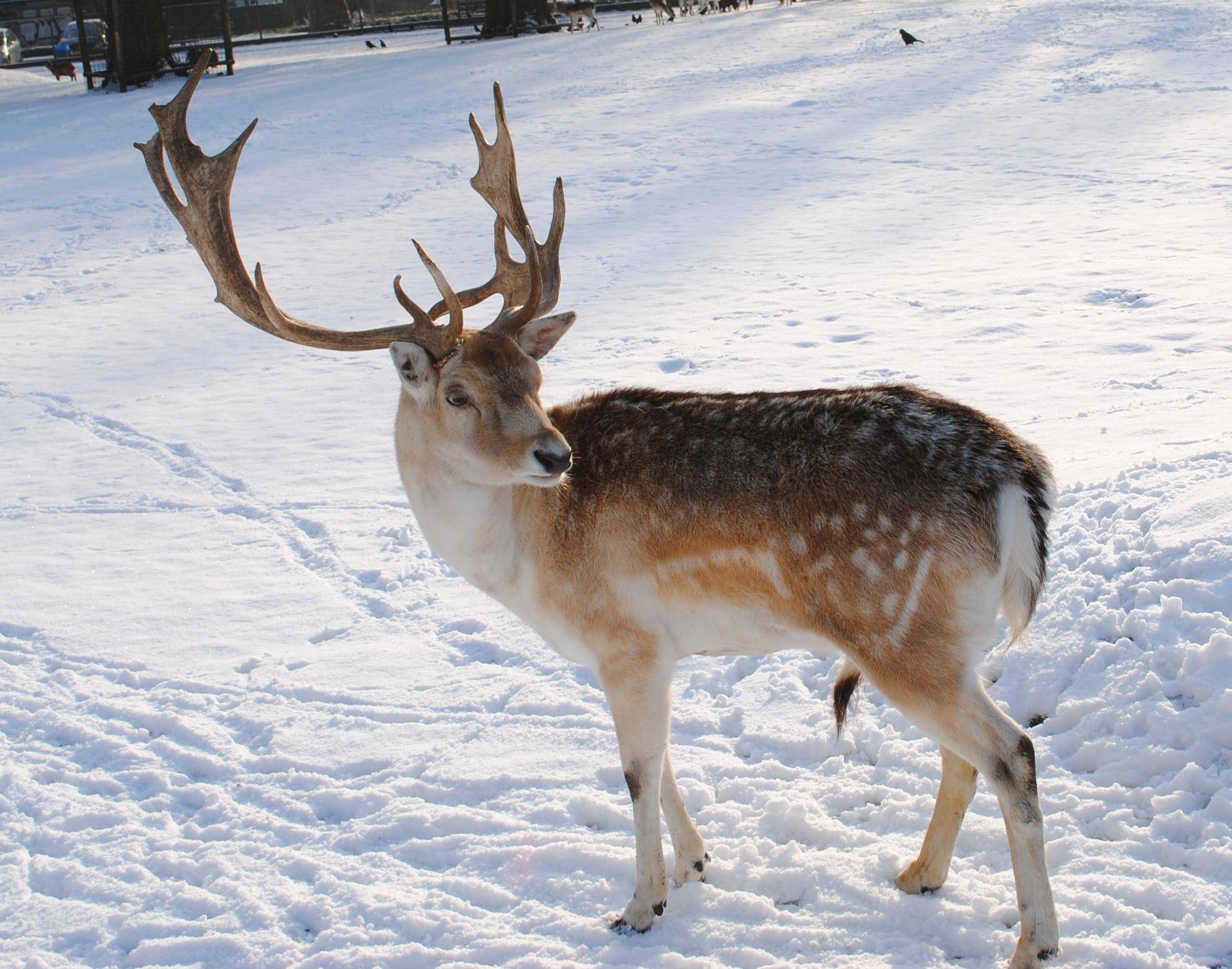 Rentiere, Tiere, Landschaft, Winter, Wildtiere, 2370x1860 HD Desktop