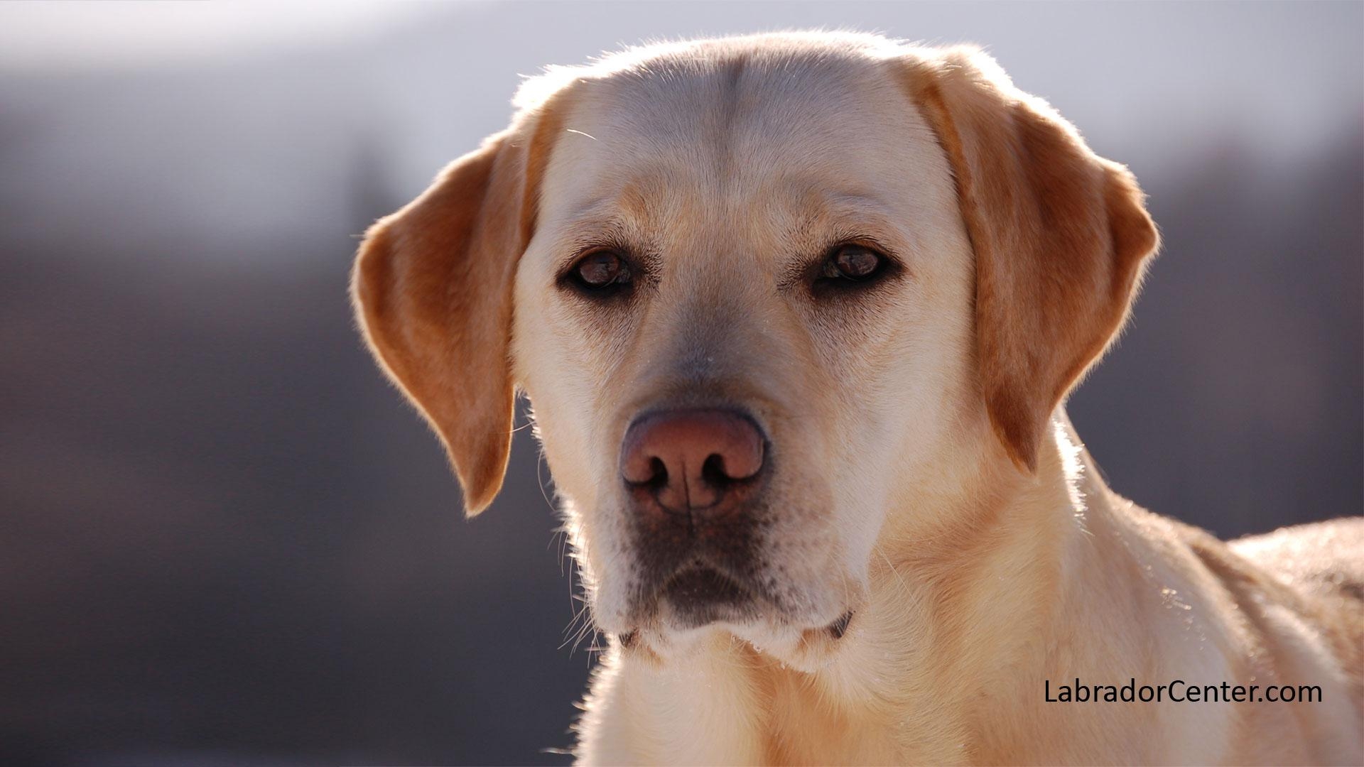 Labrador Retriever, Grau Hintergrund, 4K, Hund, Tier, 1920x1080 Full HD Desktop