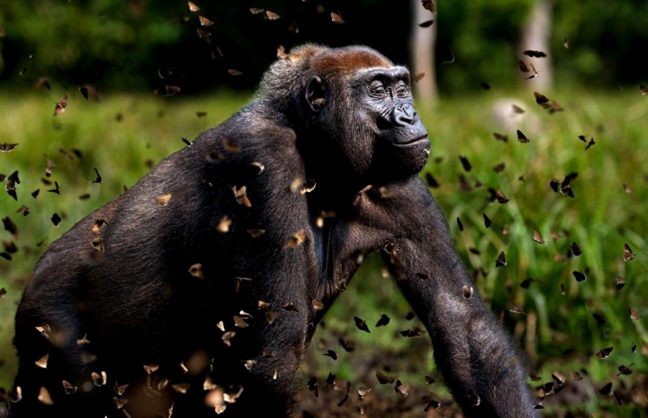 Gorilla, Tiere, Hintergrund, Bild, Wild, 1300x840 HD Desktop