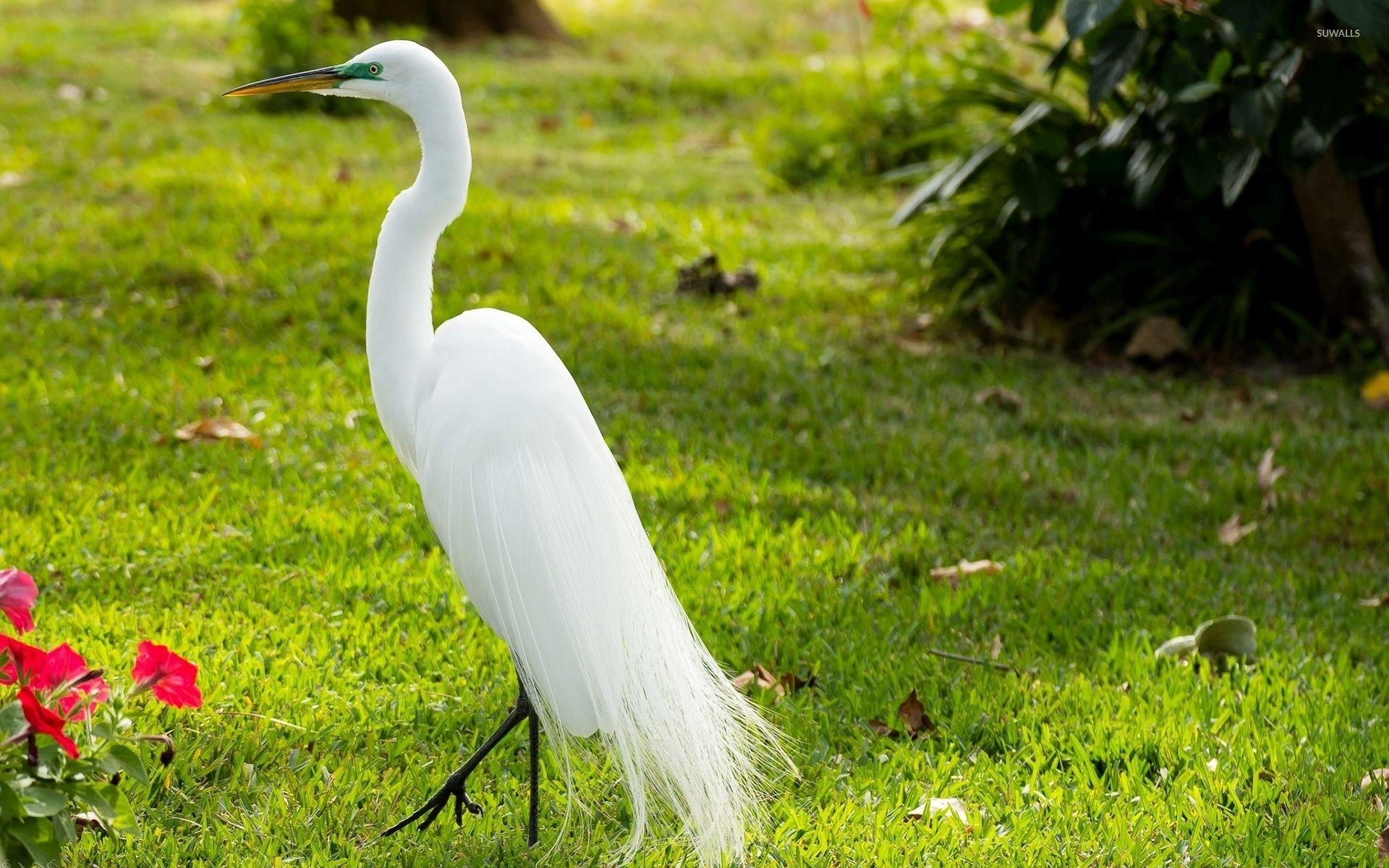 Schöner Kranich, Vögel, Tiere, Fotografie, 1920x1200 HD Desktop