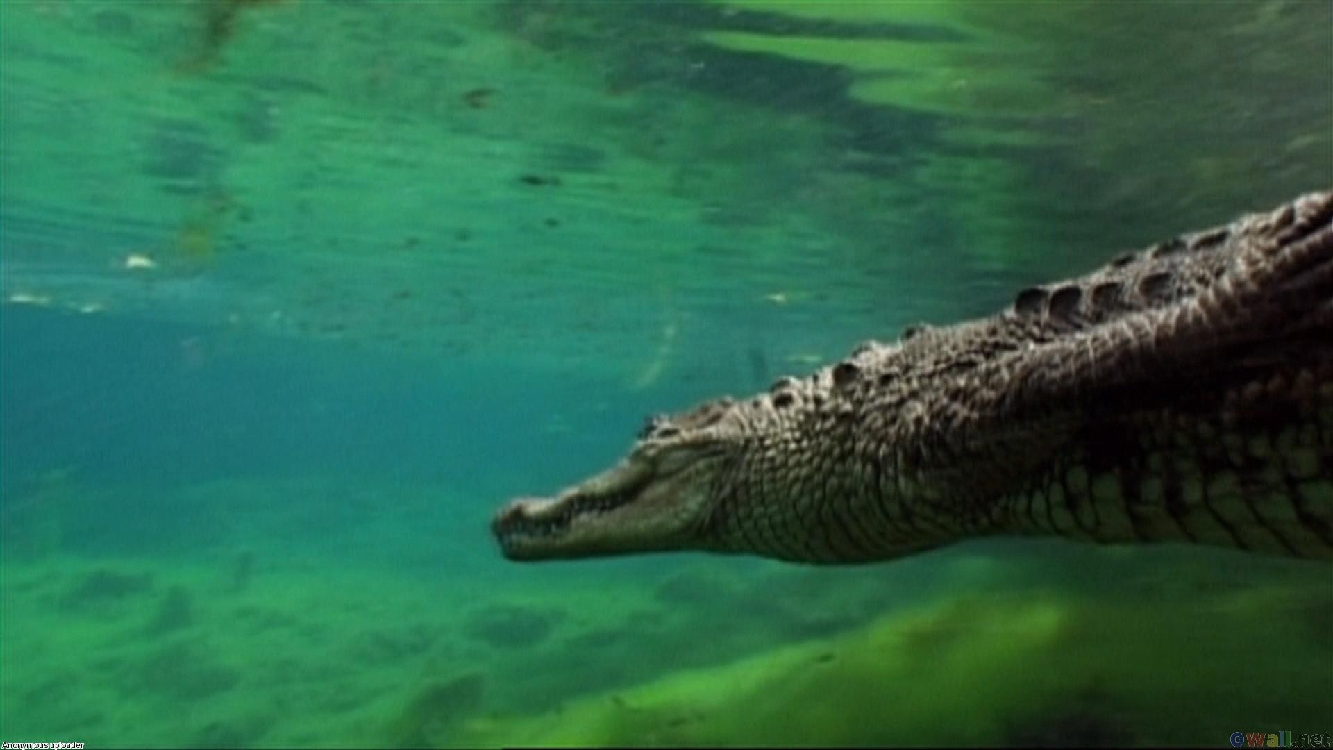 Alligator, Blink, HD, Hintergrund, Tiere, 1920x1080 Full HD Desktop