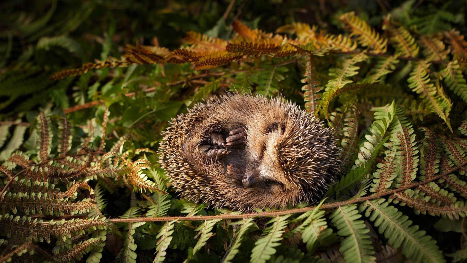 Baby Igel, Niedlich, Natur, Haustiere, Tierwelt, 1920x1080 Full HD Desktop