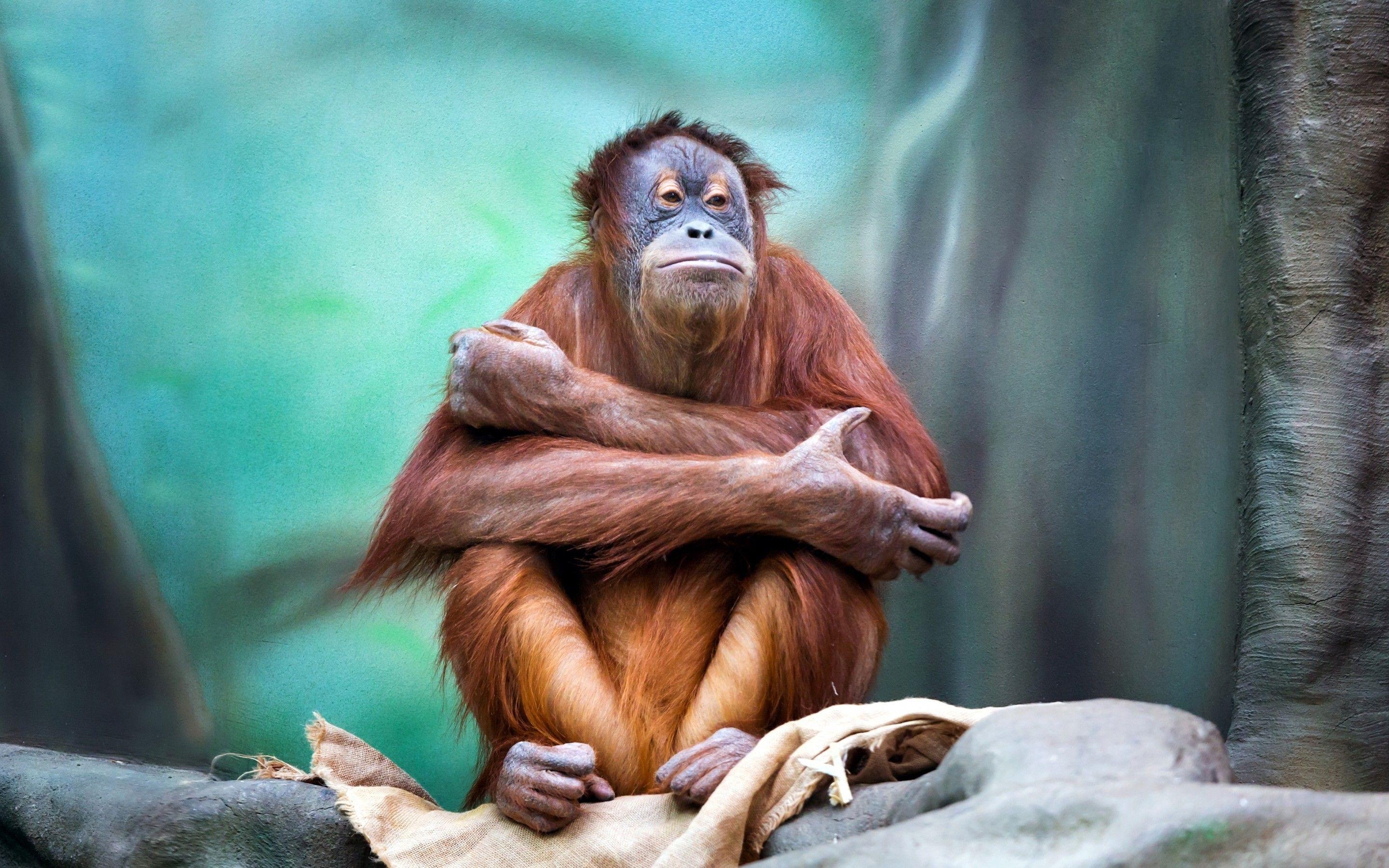 Orang-Utan, Sitzend, Affe, Download, Wallpaper, 2880x1800 HD Desktop