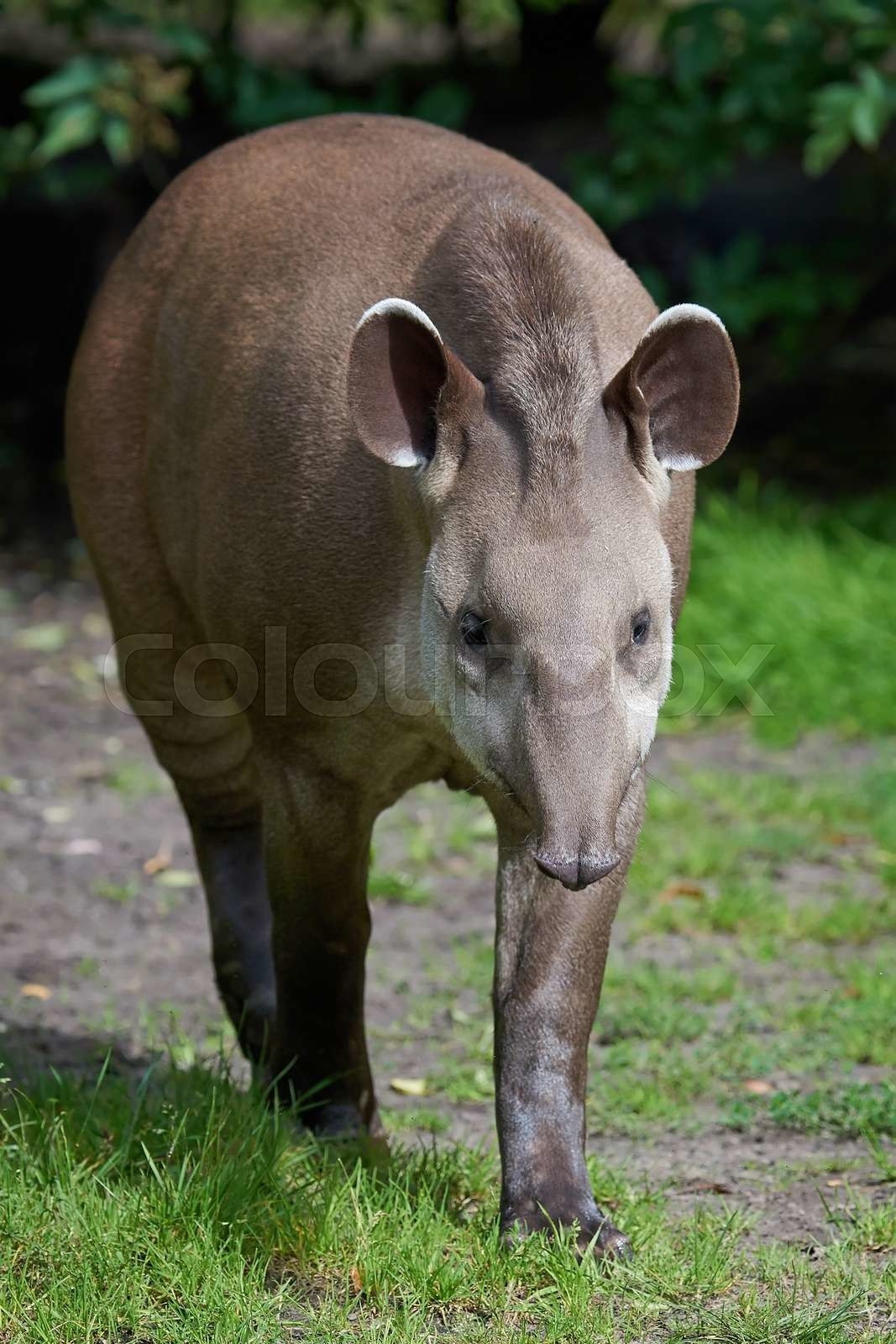 Südamerikanischer Tapir, Tapirus terrestris, Tier, Art, Bild, 1070x1600 HD Handy