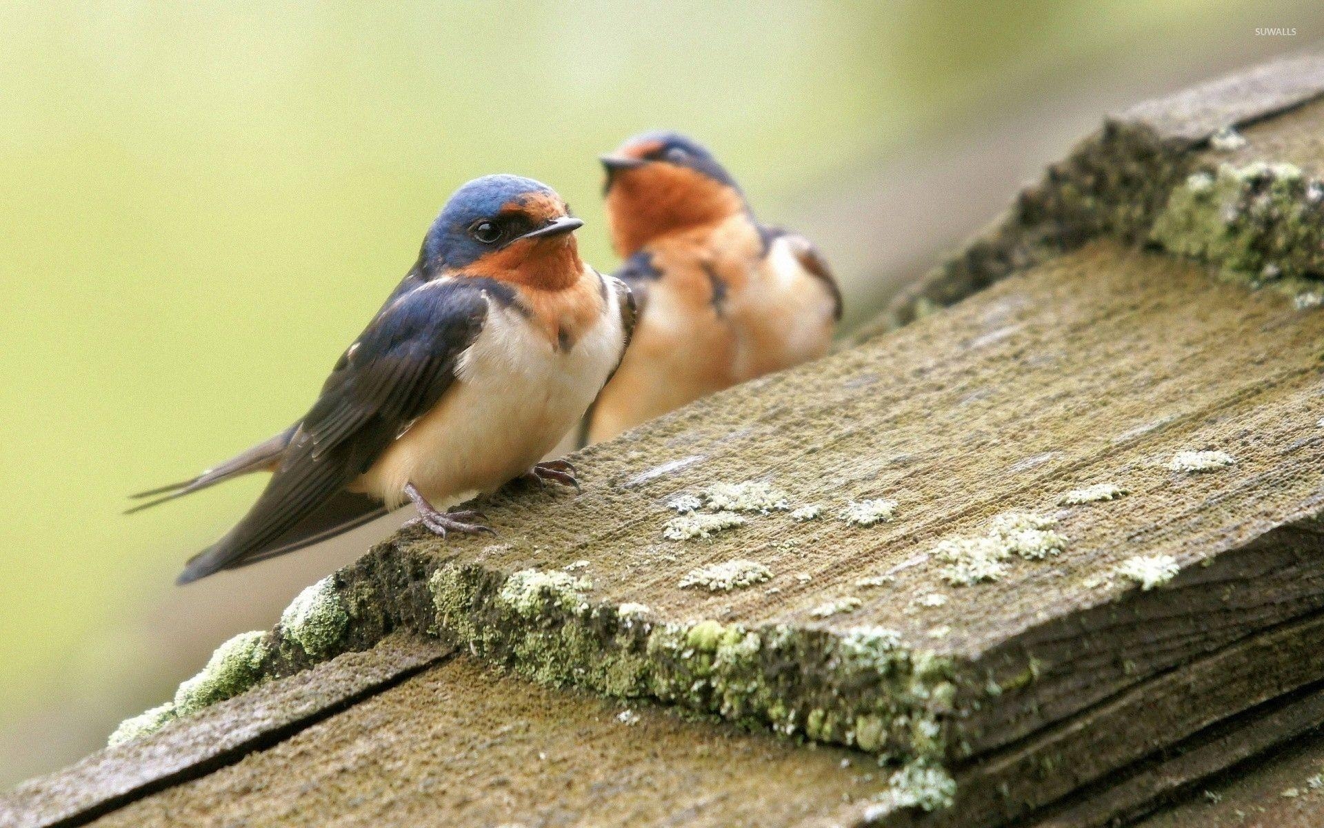 Schwalbe, Tiere, Vögel, Hintergrundbild, Fotografie, 1920x1200 HD Desktop