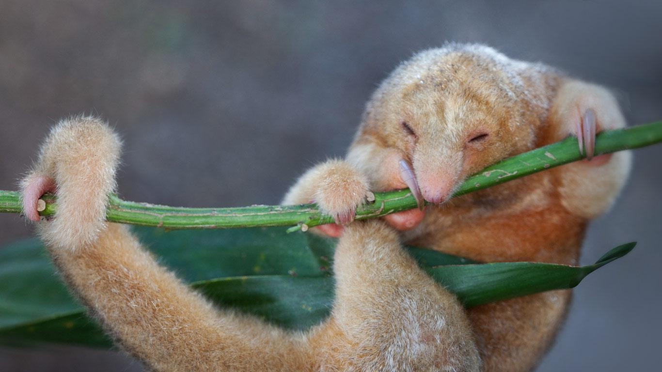 Seidenameisenbär, Tier, Regenwald, Südamerika, Natur, 1370x770 HD Desktop