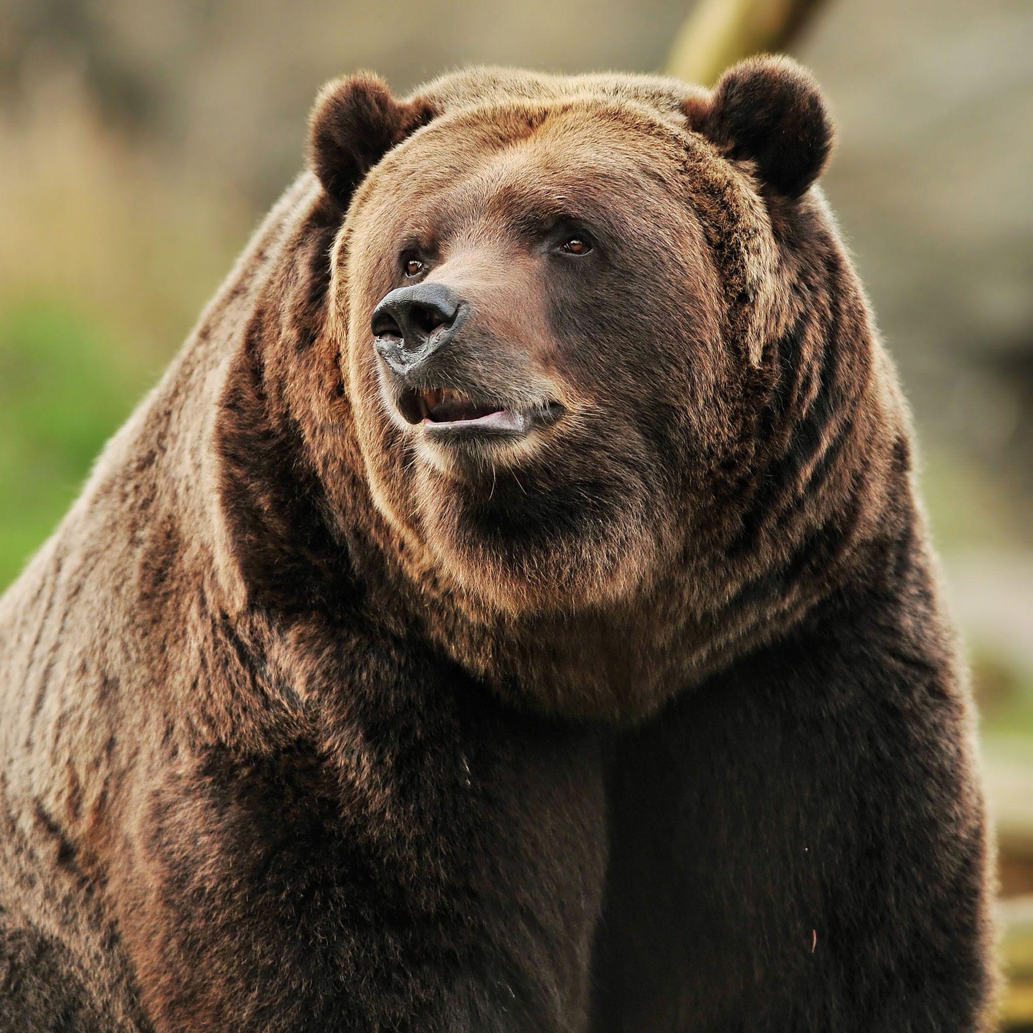 Grizzly Hintergrund, Bärenbild, Wildtiere, Natur, Raubtier, 2050x2050 HD Handy