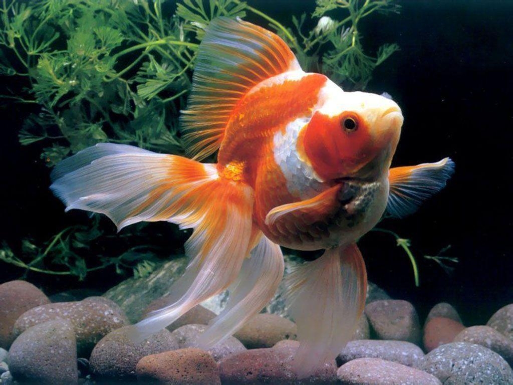 Goldfisch, Wasser, Fische, HD, Aquarium, 1030x770 HD Desktop