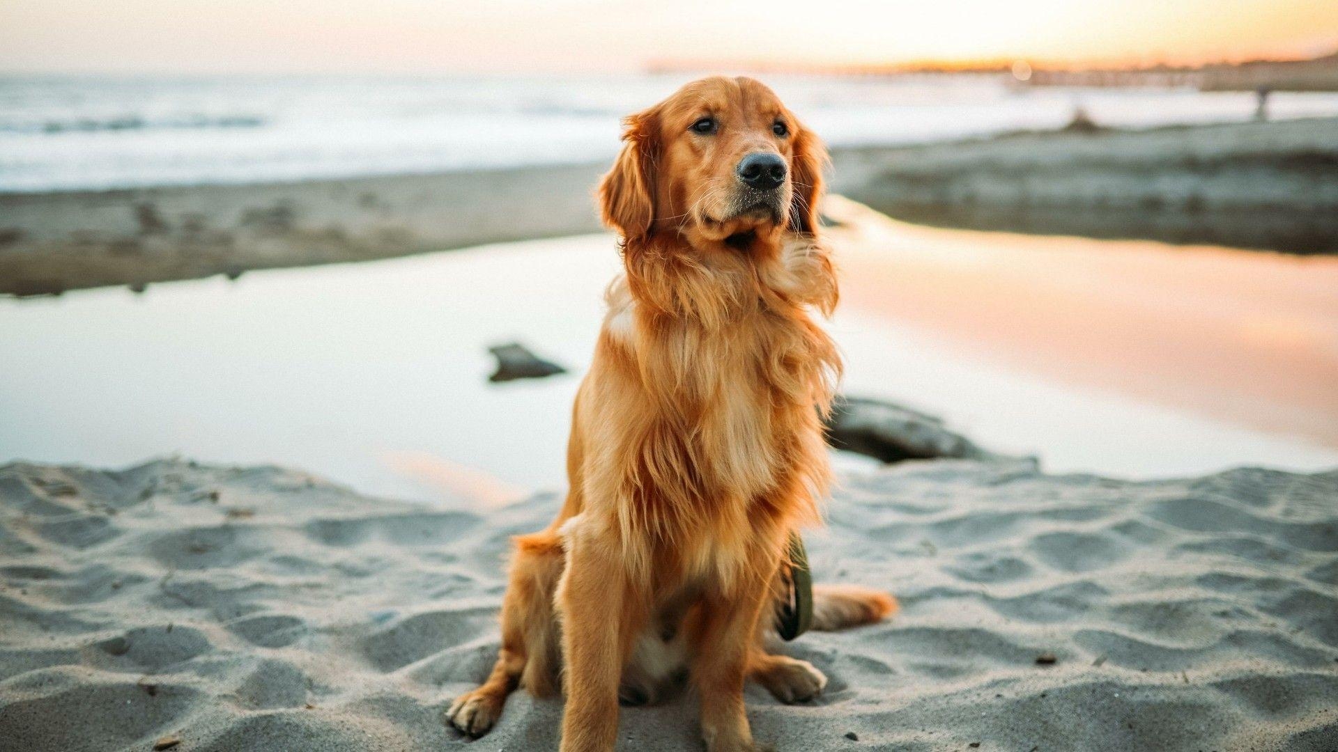 Golden Retriever, Tiere, Hausfreund, Foto, Hundeliebe, 1920x1080 Full HD Desktop