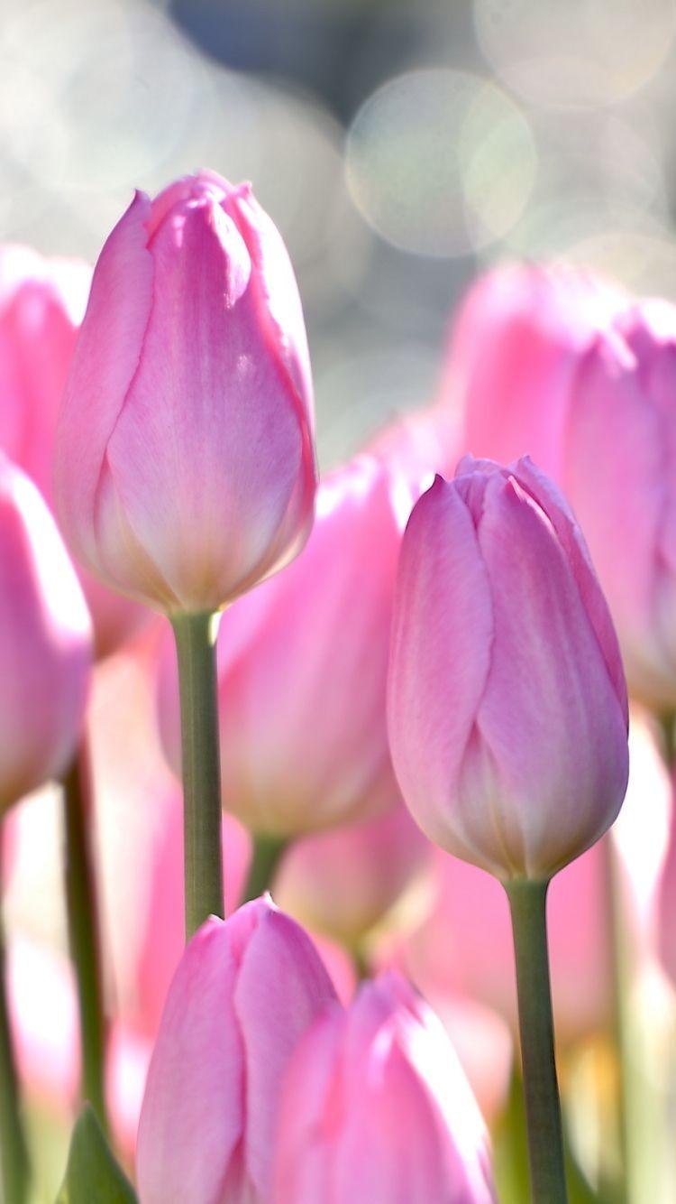 Erde, Tulpe, Natur, Blütenkraft, lebendig, 750x1340 HD Handy