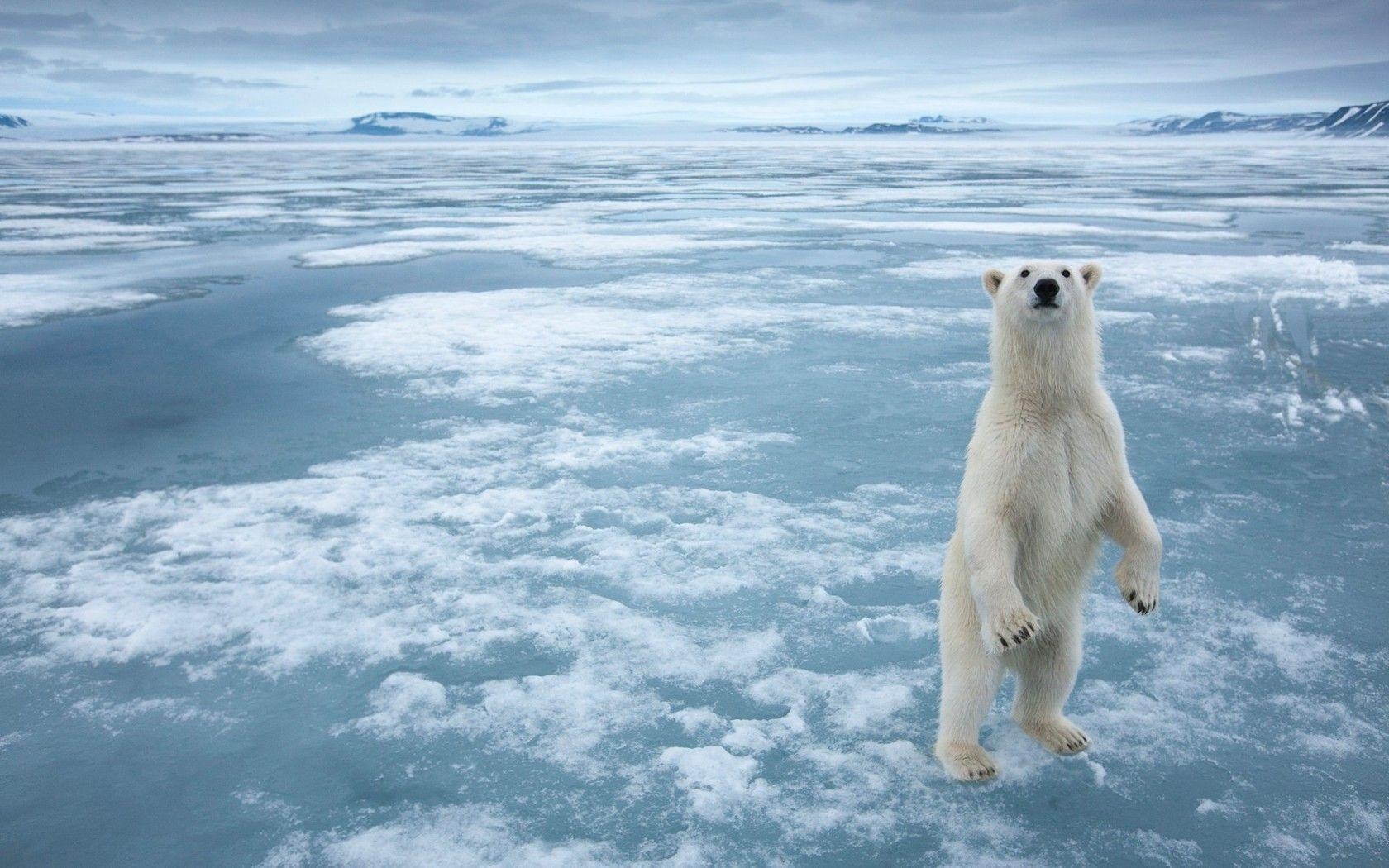 Eisbär, kostenlos, modern, beeindruckend, Tier, 1680x1050 HD Desktop