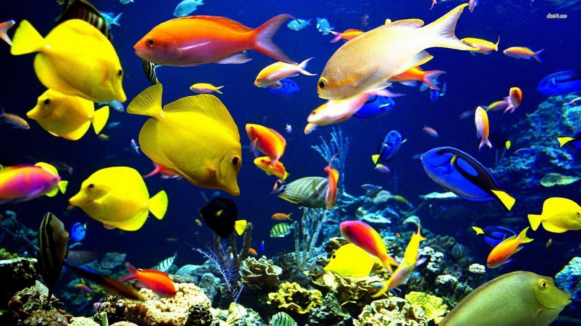 Tropische Fische, Tiere, Aquarium, Unterwasser, Exotisch, 1920x1080 Full HD Desktop