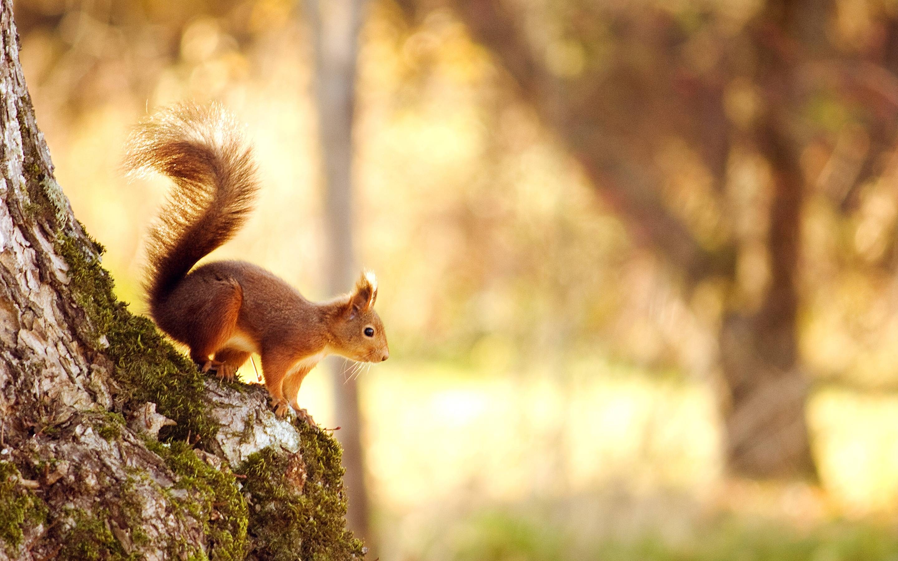 Eichhörnchen, Hintergrundbild, Wald, putzig, Tierisch, 2880x1800 HD Desktop