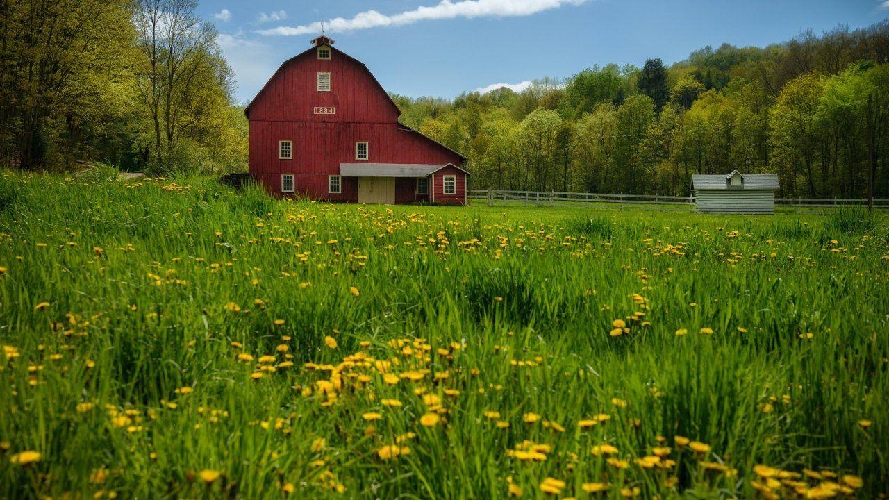 Pennsylvania, Wiese, Löwenzahn, Farm, Albany, 1280x720 HD Desktop