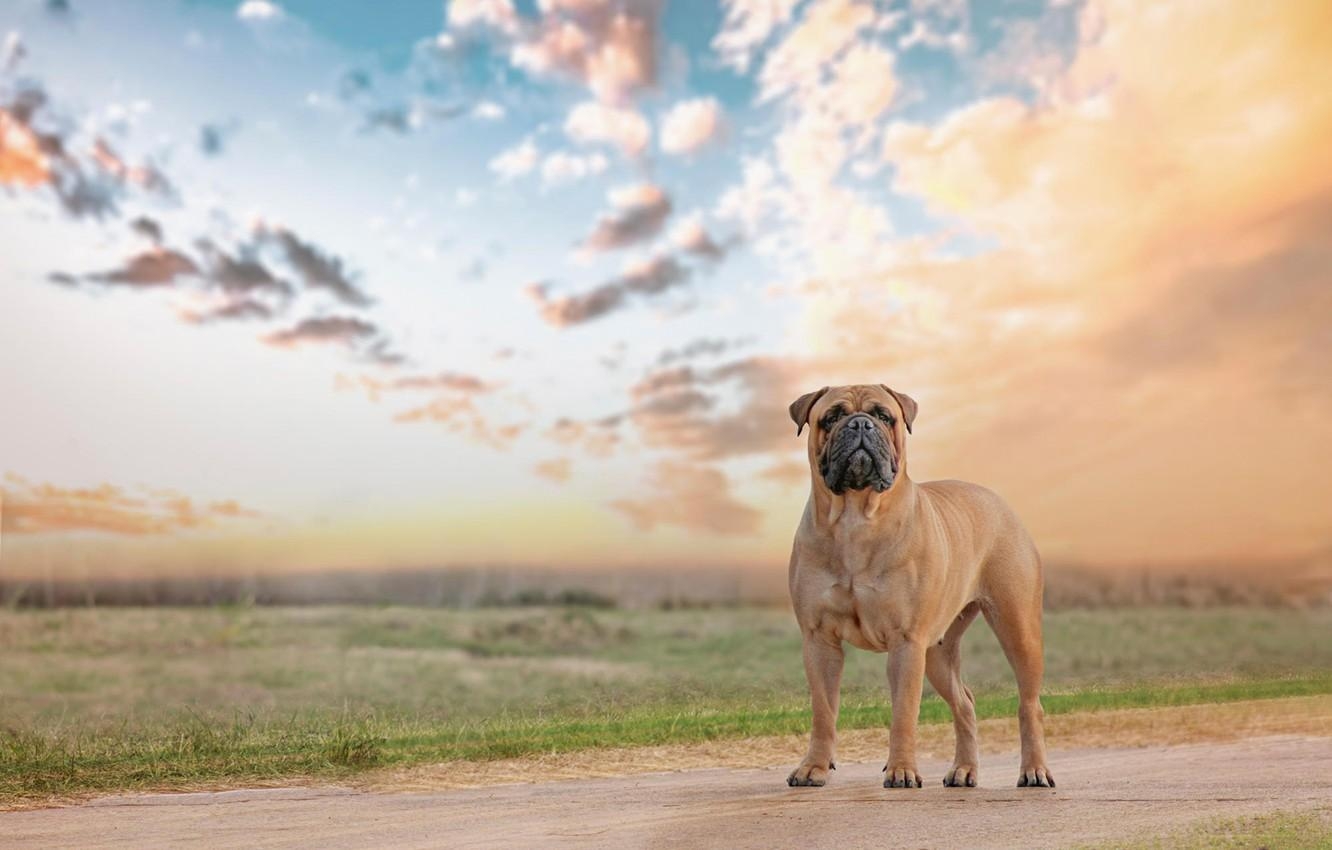 Bullmastiff, Hund, Desktop, Bild, Tiere, 1340x850 HD Desktop