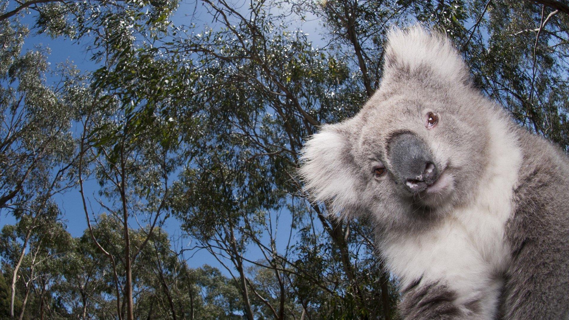 Koala, HD, Hintergrund, Tier, Bild, 1920x1080 Full HD Desktop