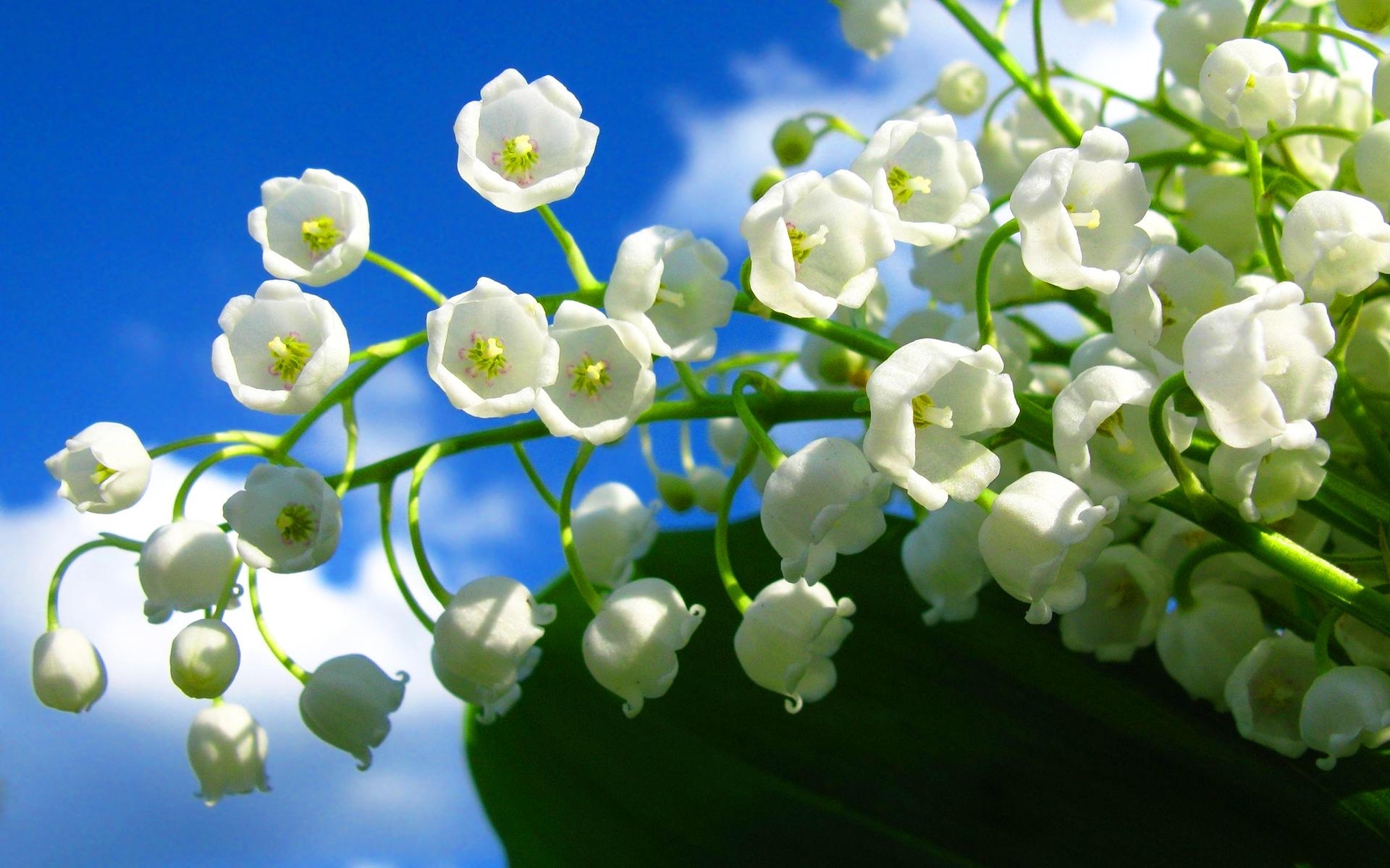 Maiglöckchen, Blume, Pflanzenwelt, Naturwunder, Frühlingspracht, 1920x1200 HD Desktop