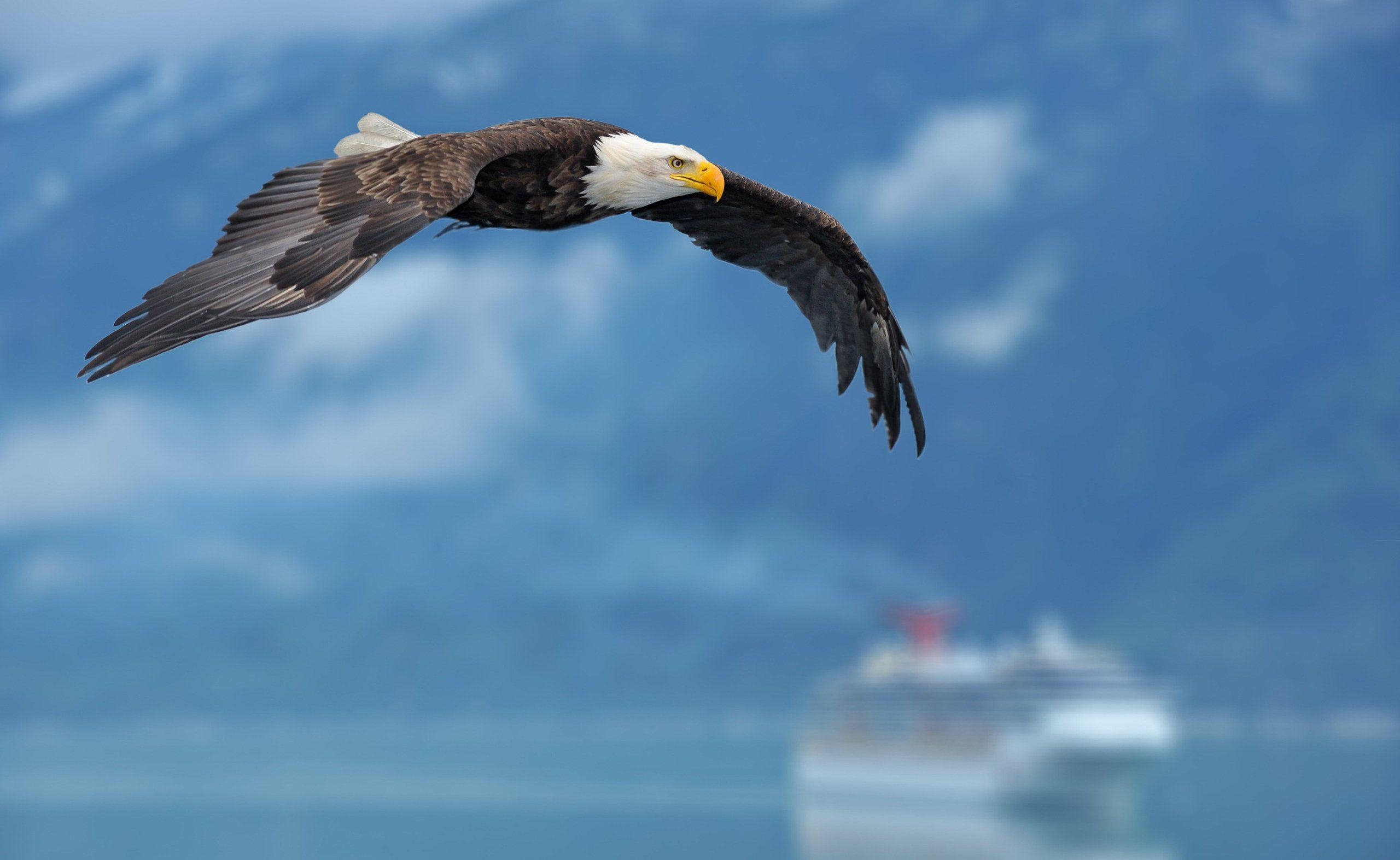 Voll-HD, Weißkopfseeadler, Hintergrund, Bild, Tier, 2560x1580 HD Desktop