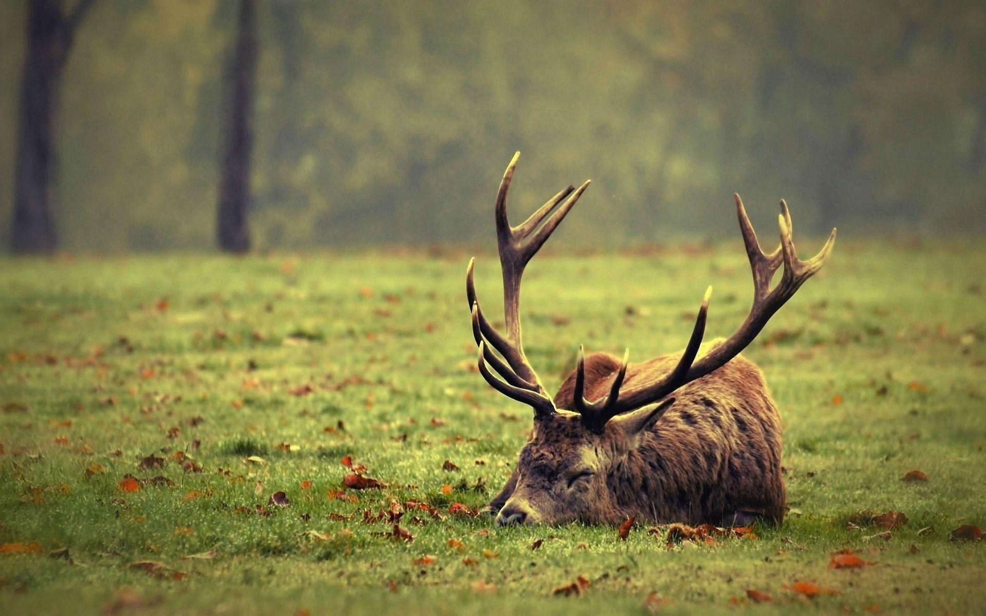 Hirsch, Tiere, Hintergrundbild, Natur, HD, 1920x1200 HD Desktop