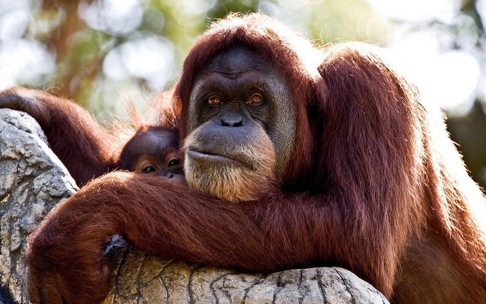 Orang-Utan, Desktop-Hintergrund, Tier, Primat, Bild, 1680x1050 HD Desktop