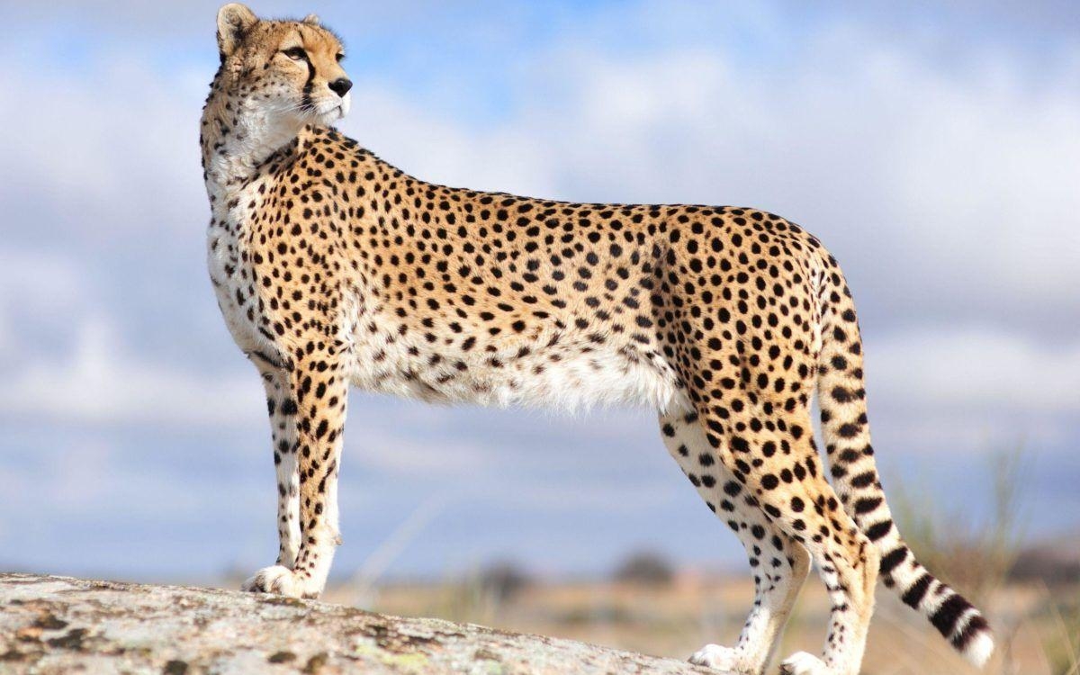 Gepard, Tiere, 1080p, HD, Download, 1200x750 HD Desktop