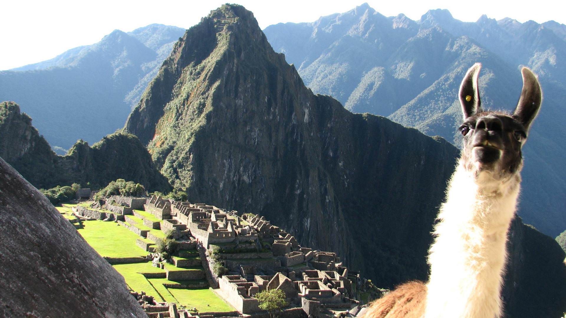 Lama, Machu Picchu, Anden, Peru, Tierwelt, 1920x1080 Full HD Desktop