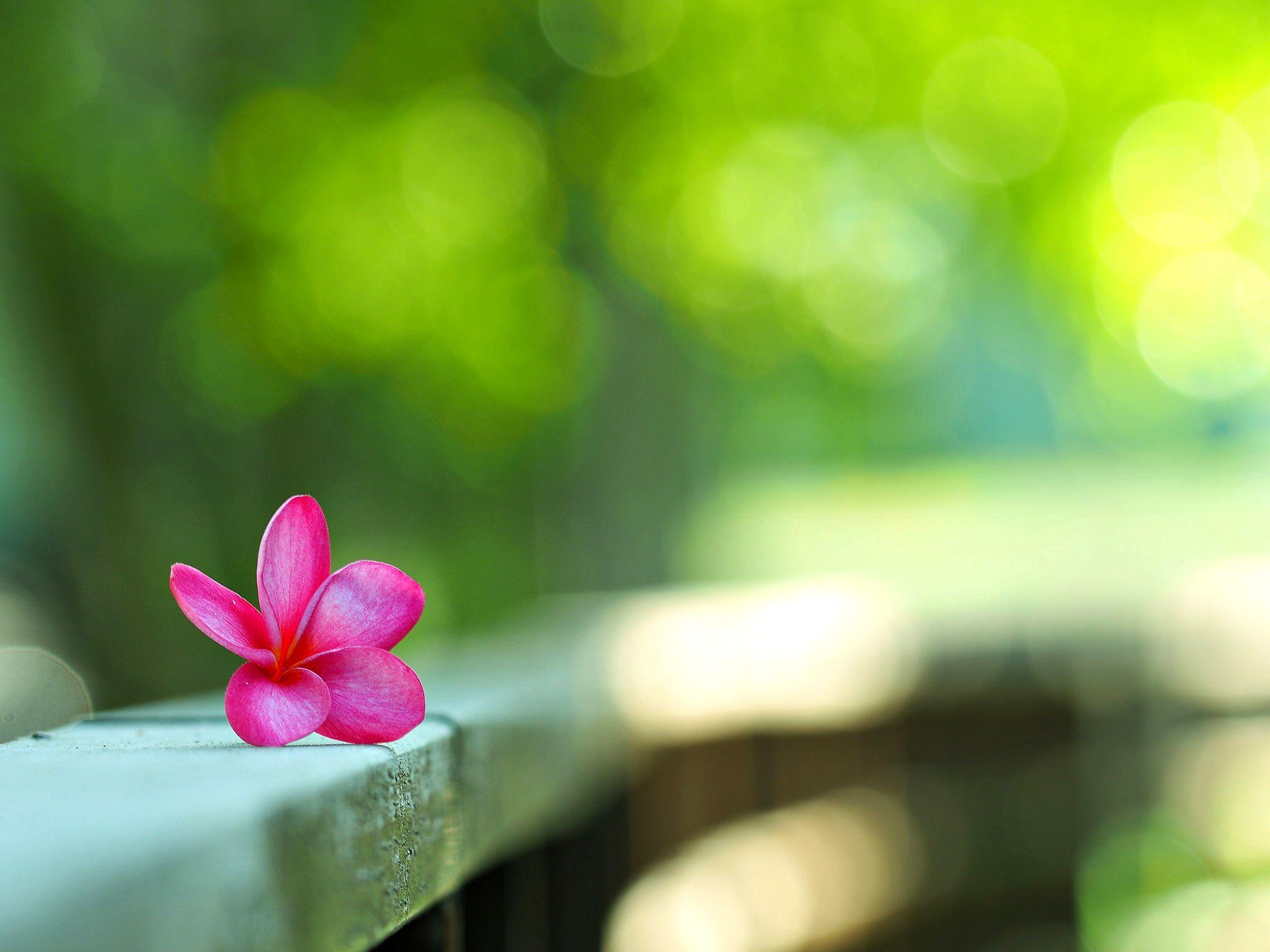 Plumeria, Natur, Blume, Hintergrund, Wallpaper, 2050x1540 HD Desktop