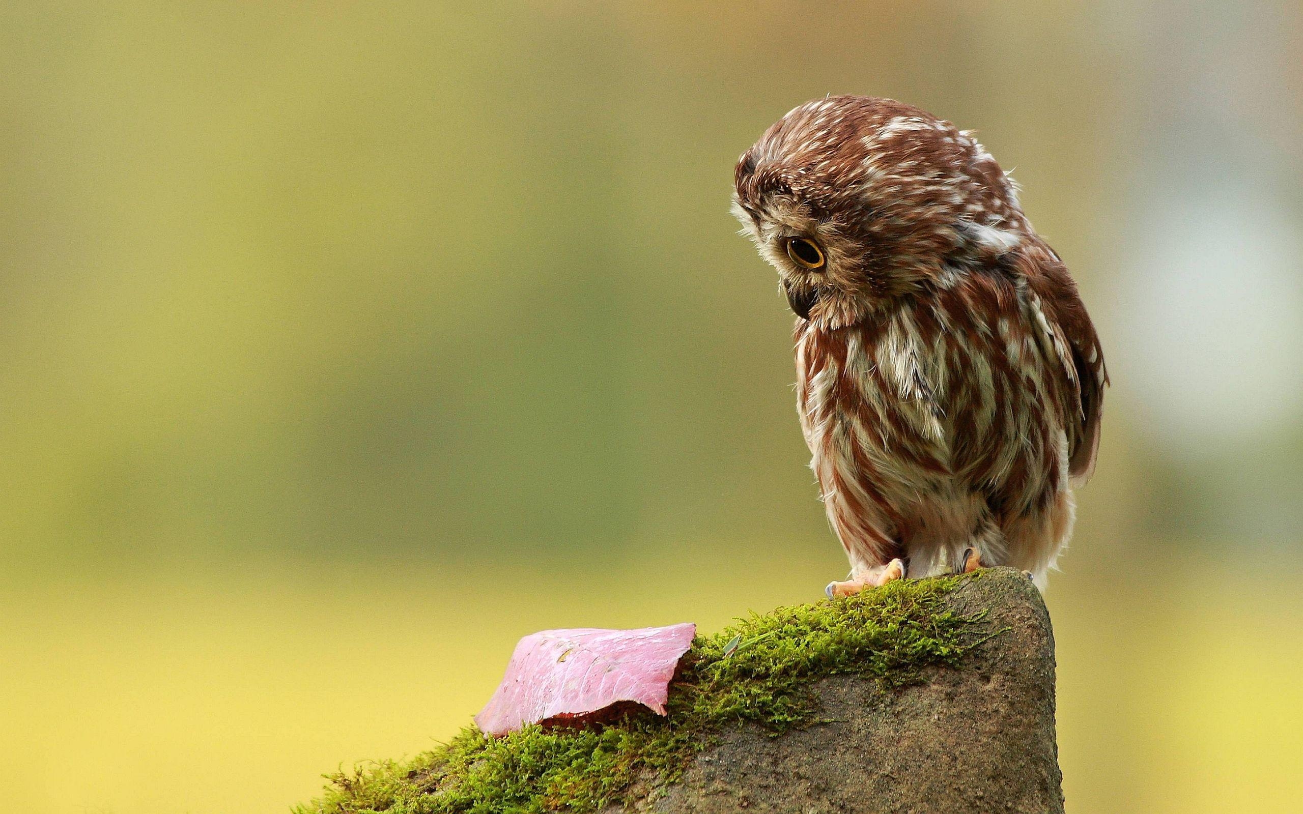 Eulen, niedliche Eule, Tiere, süße Tiere, Vögel, 2560x1600 HD Desktop