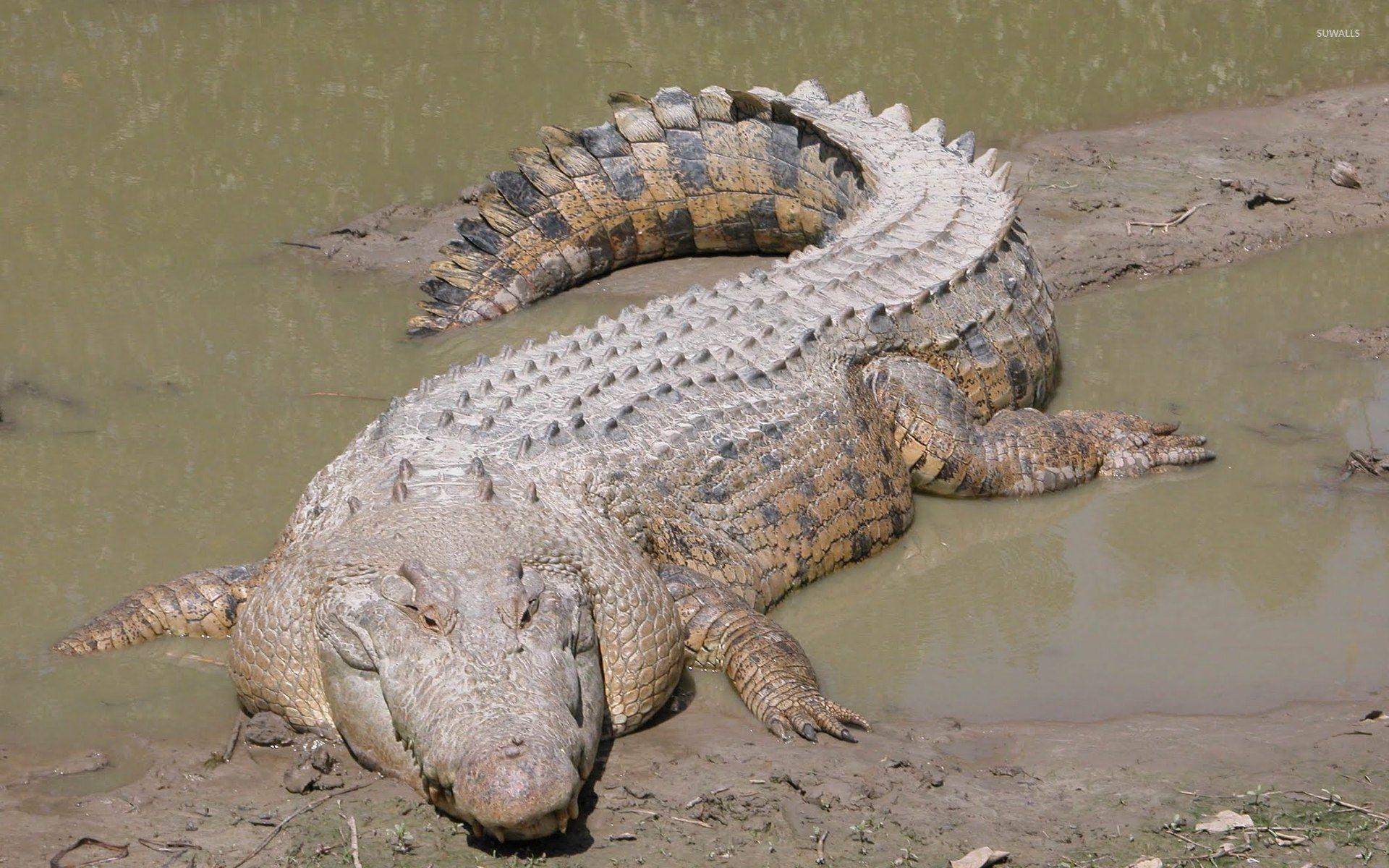 Krokodil, Reptil, Naturbild, Raubtier, Ursprüngliche Lebensräume, 1920x1200 HD Desktop