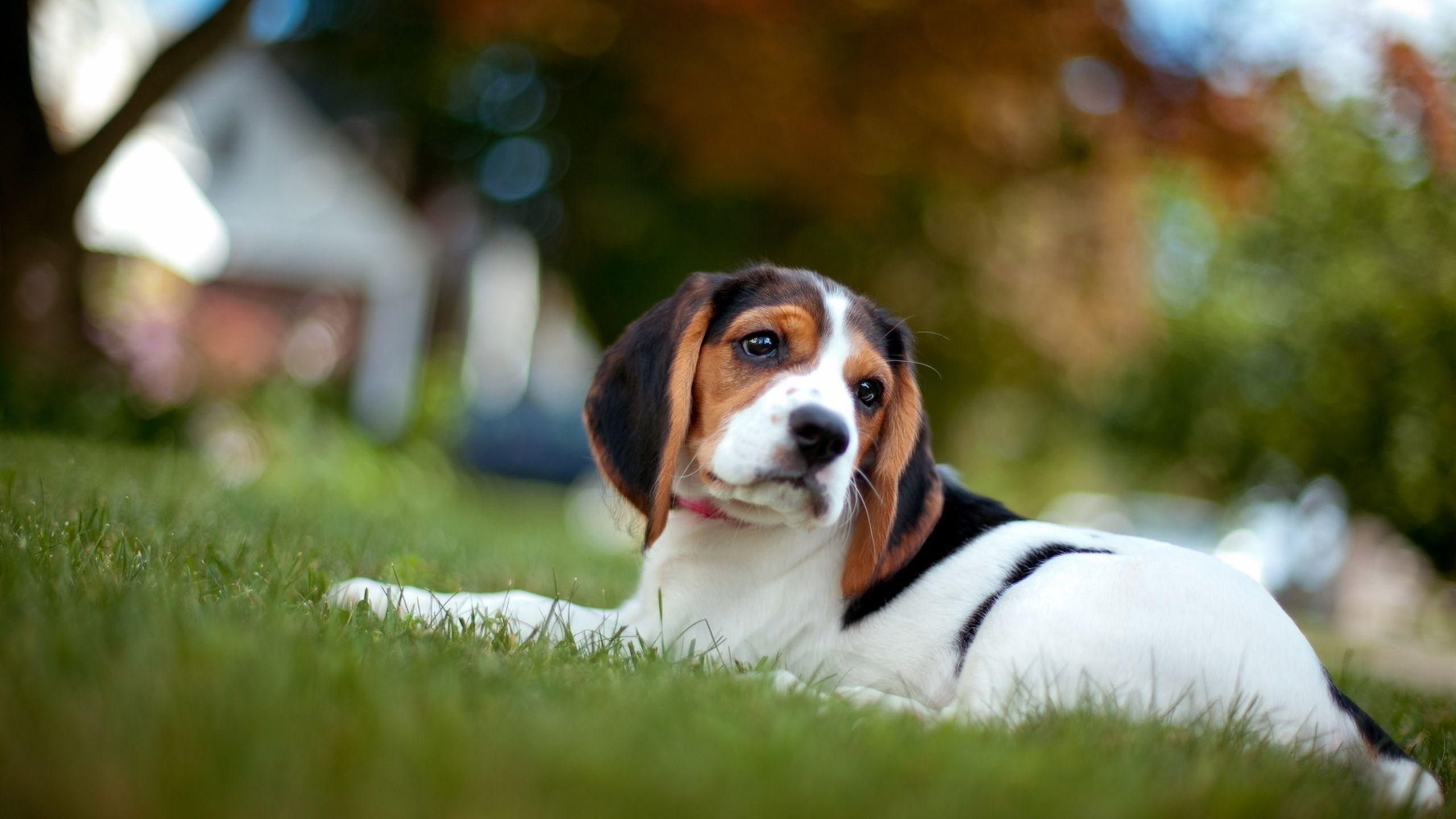 Beagle, HD, Tierwelt, Hintergrund, Bild, 2560x1440 HD Desktop
