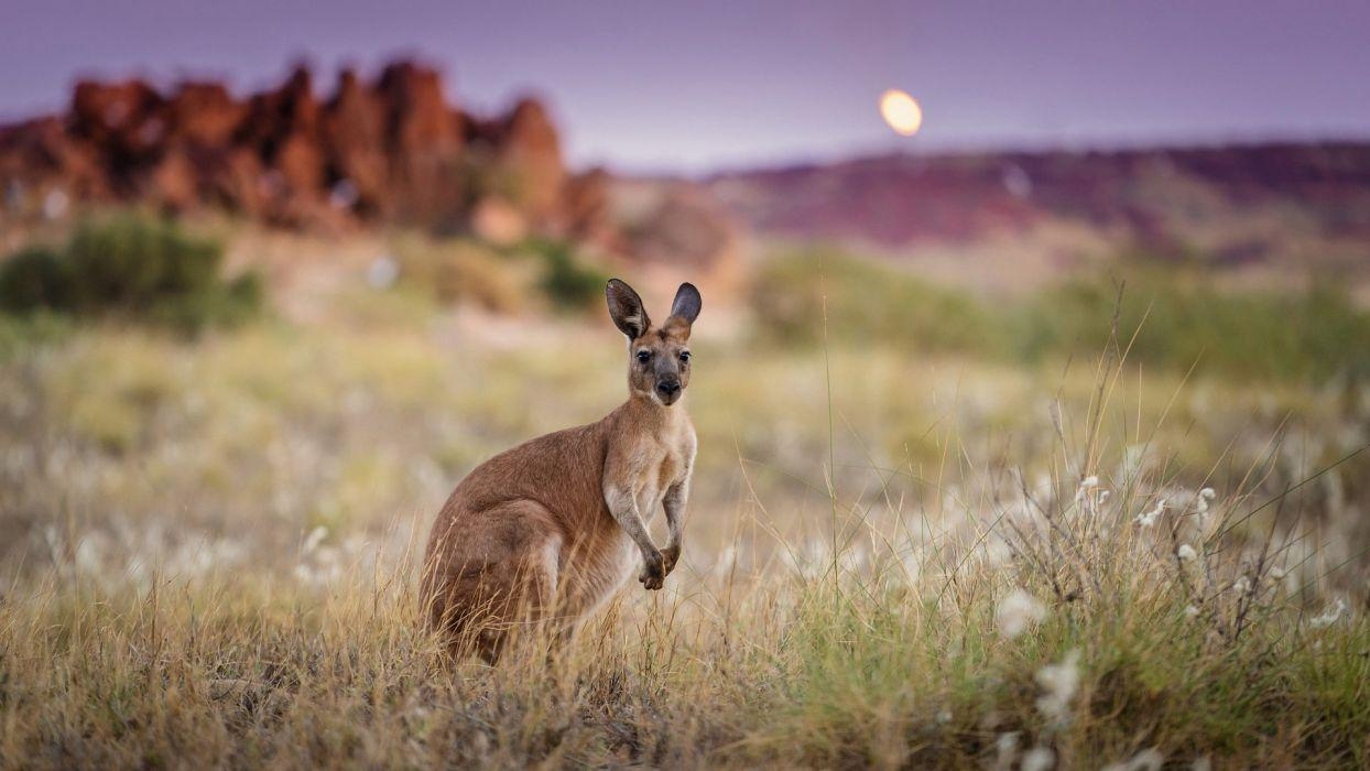 Känguru, Australien, Morgen, Tier, Hintergrund, 1250x700 HD Desktop