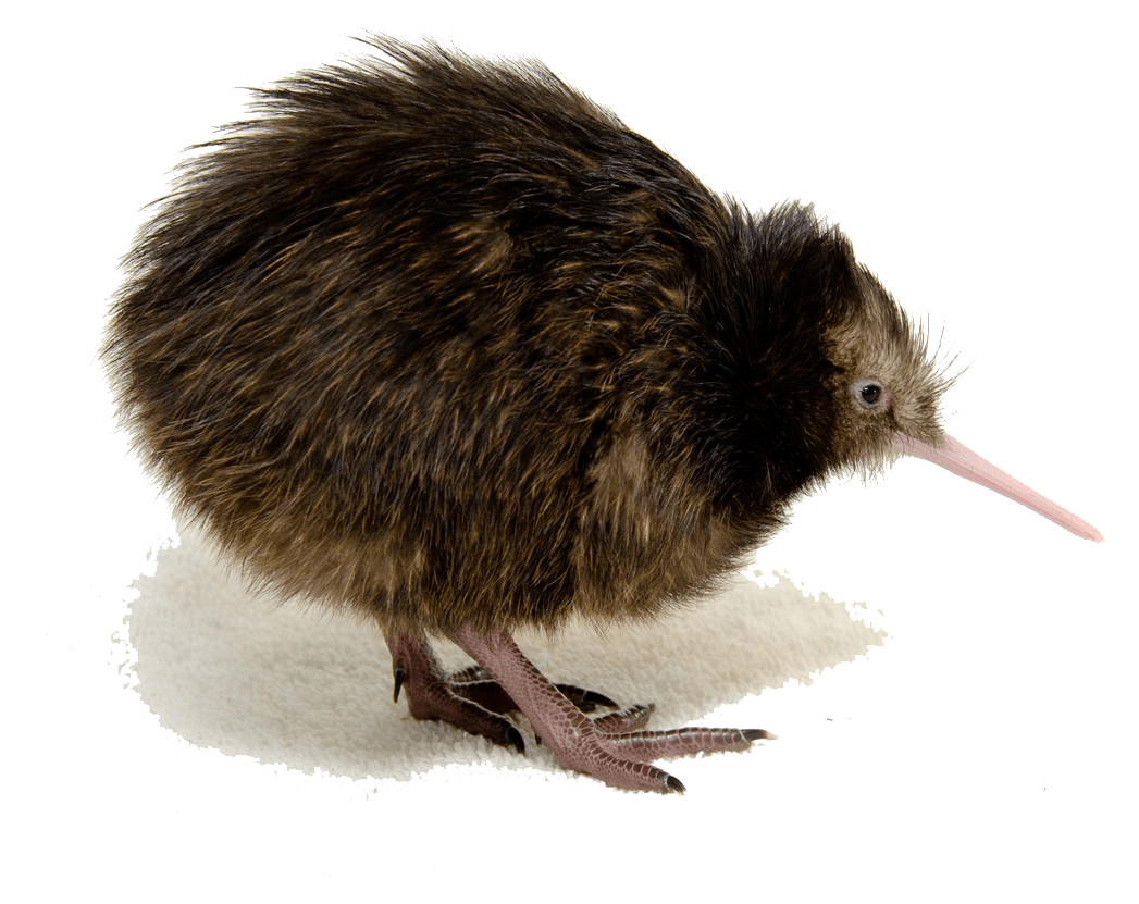 Kiwi Vogel, PNG, kostenlos, Tier, Download, 1050x840 HD Desktop