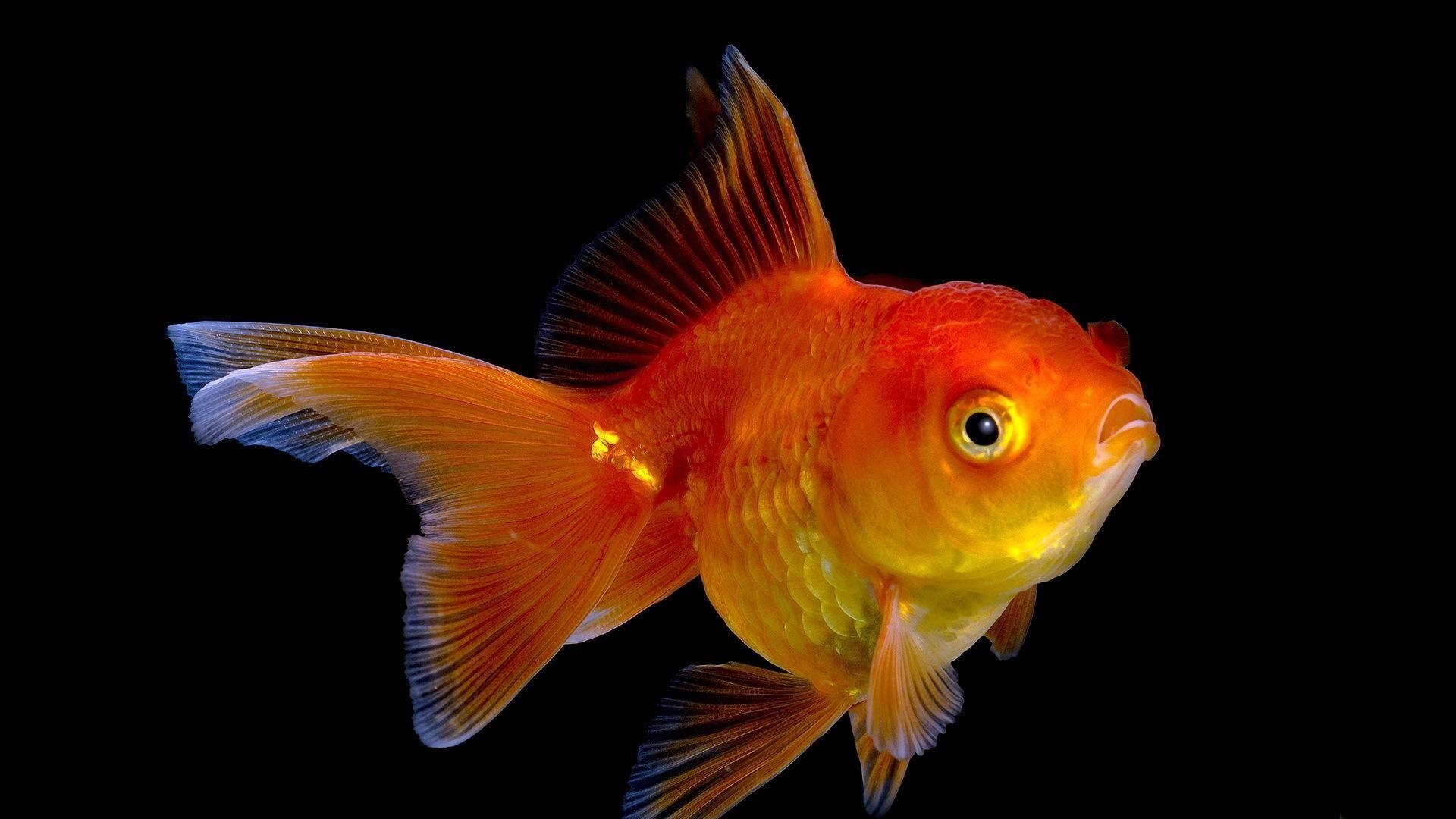 Goldfisch, Tiere, Desktop-Bild, Aquarium, Wasser, 1920x1080 Full HD Desktop